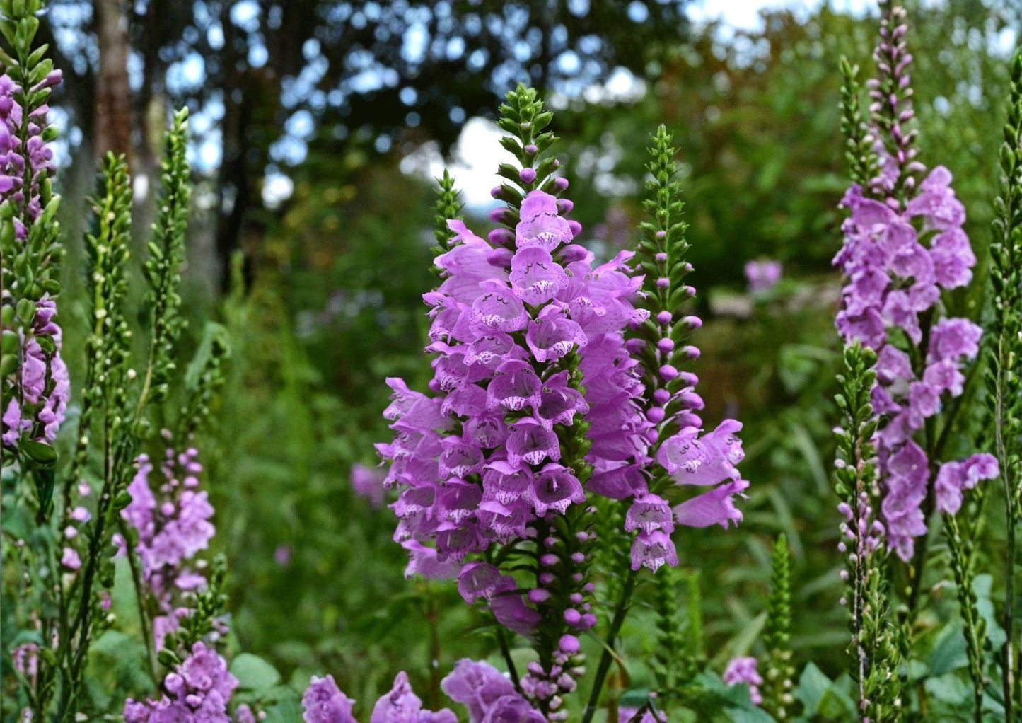 Obedient Plant Seeds - Pink Purple Native Perennial for Pollinator Garden - Physostegia virginiana