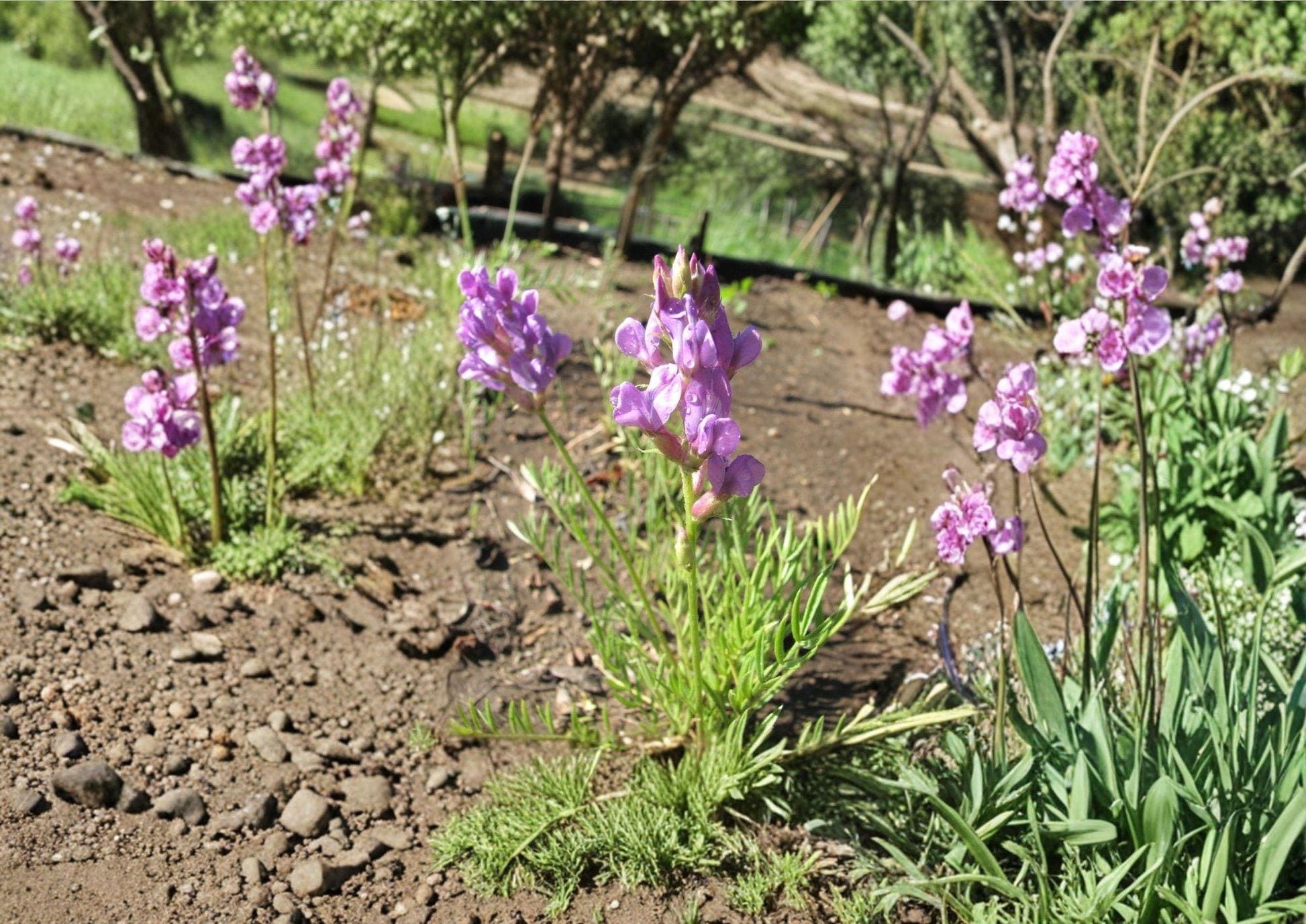 Oxytropis lambertii Seeds - 25 Pack Showy Locoweed, Native Purple Prairie Legume, Drought Tolerant Wildflower