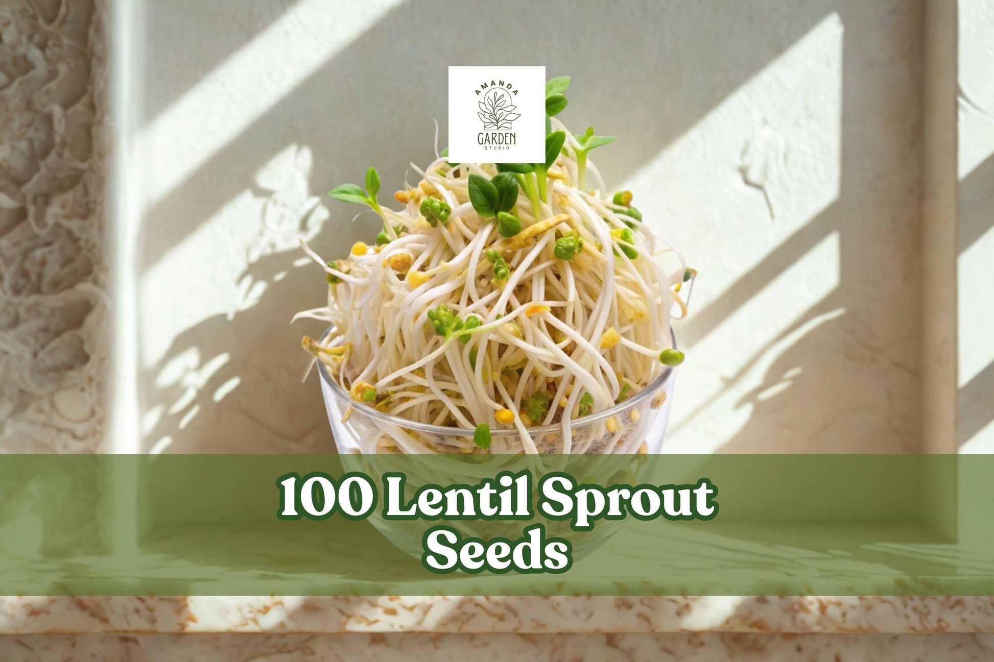 100 Lentil Sprout Seeds - Lens culinaris - Easy Indoor Water Sprouting - Quick Germination for Fresh Kitchen Sprouts