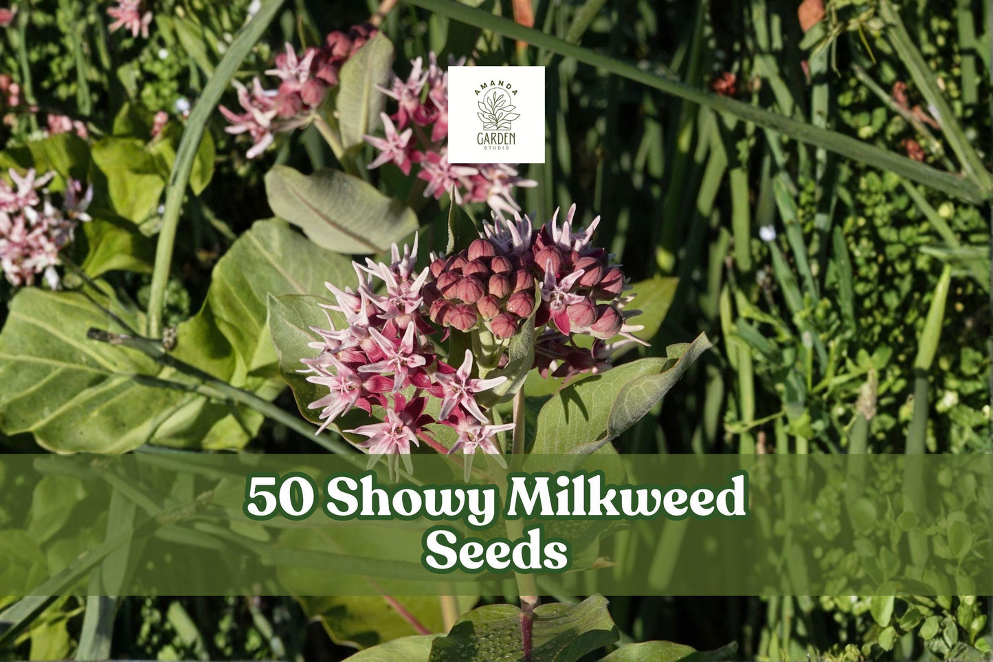50 Showy Milkweed Seeds - Pink Wildflower - Asclepias speciosa - Native Perennial for Sunny Gardens and Prairies