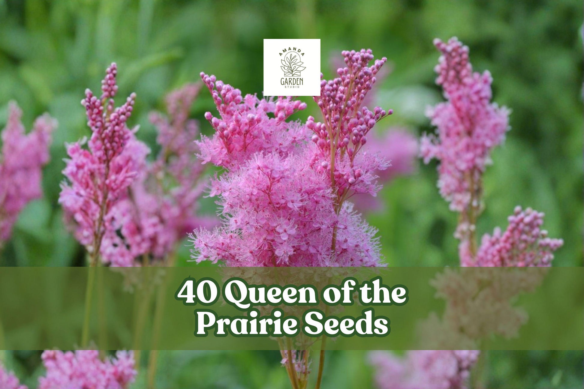 40 Queen of the Prairie Seeds – Filipendula rubra Pink Native Wildflower for Moist Soils, Summer Blooms, Perennial Garden Plant