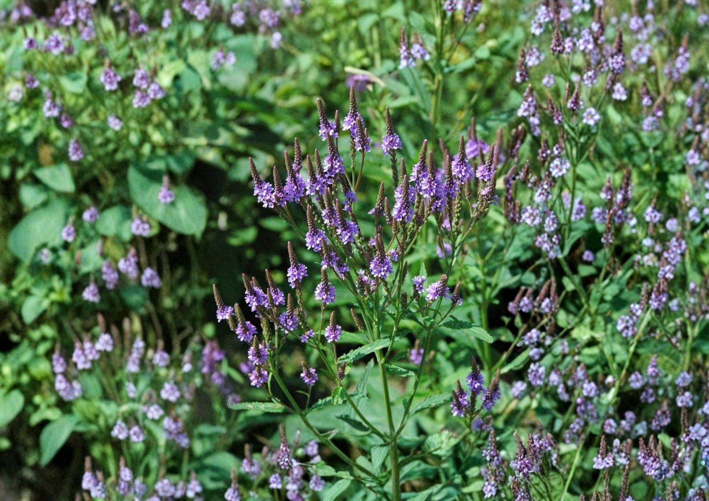 Blue Vervain Seeds - Native Pollinator Wildflower - Verbena hastata - Easy to Grow