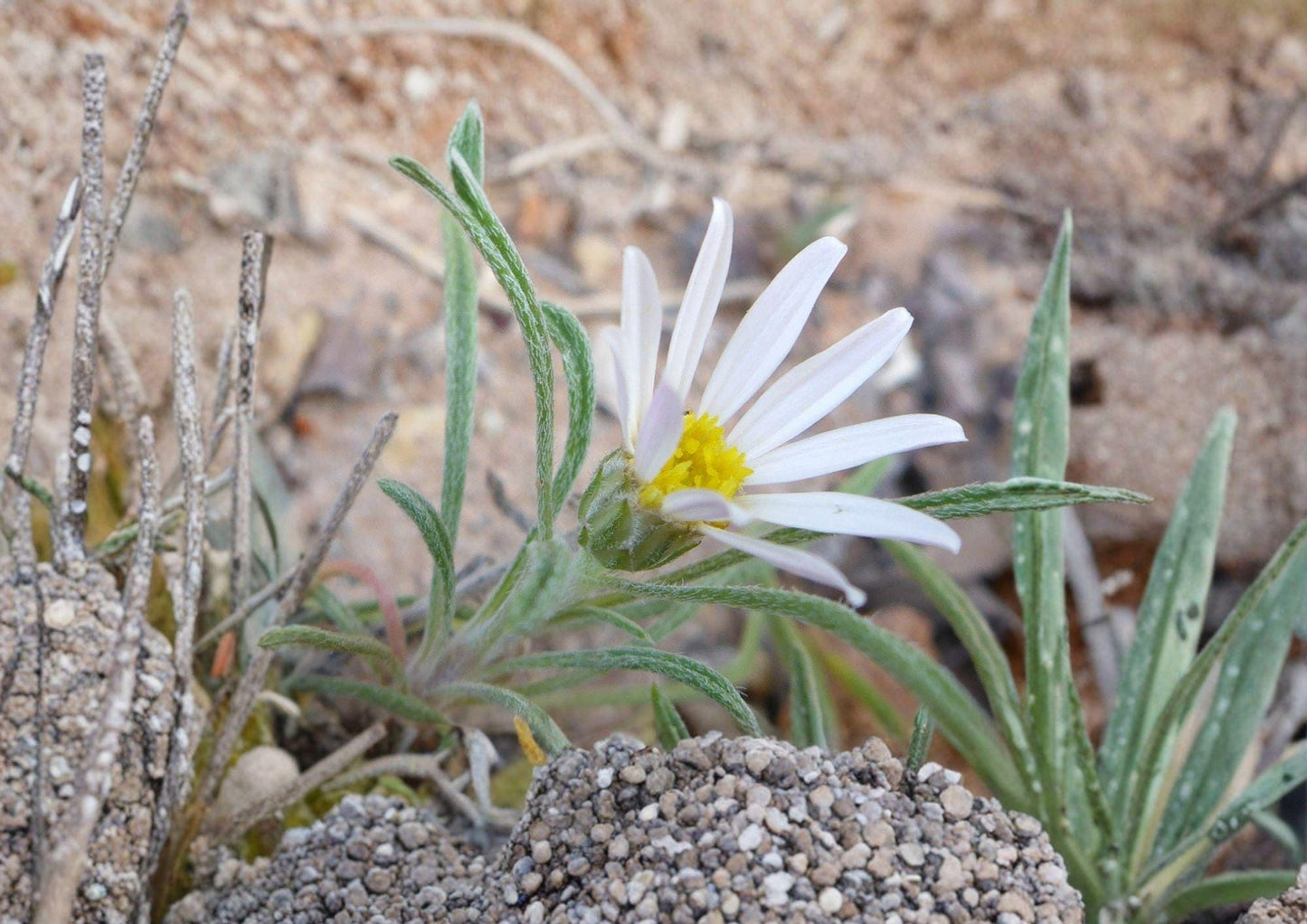 Fendler's Easter Daisy Seeds - 100 Pack Native Pink Wildflower, Perennial Rock Garden Plant (Erigeron fendleri)