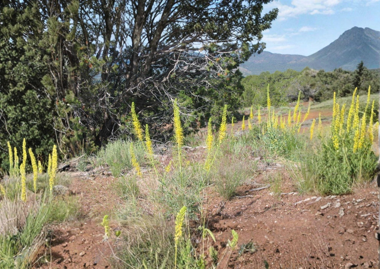 Prince's Plume Seeds - Native Yellow Wildflower, Drought Tolerant Pollinator - Stanleya pinnata, Fresh Stock