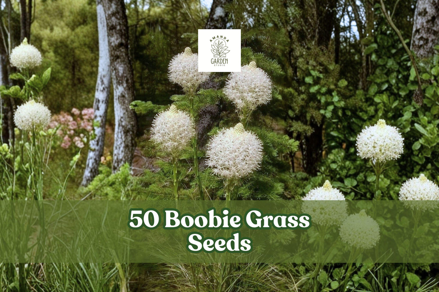 50 Boobie Grass Seeds for Planting | Ornamental Flowering Grass | Decorative Green Foliage | Common Name: Boobie Grass