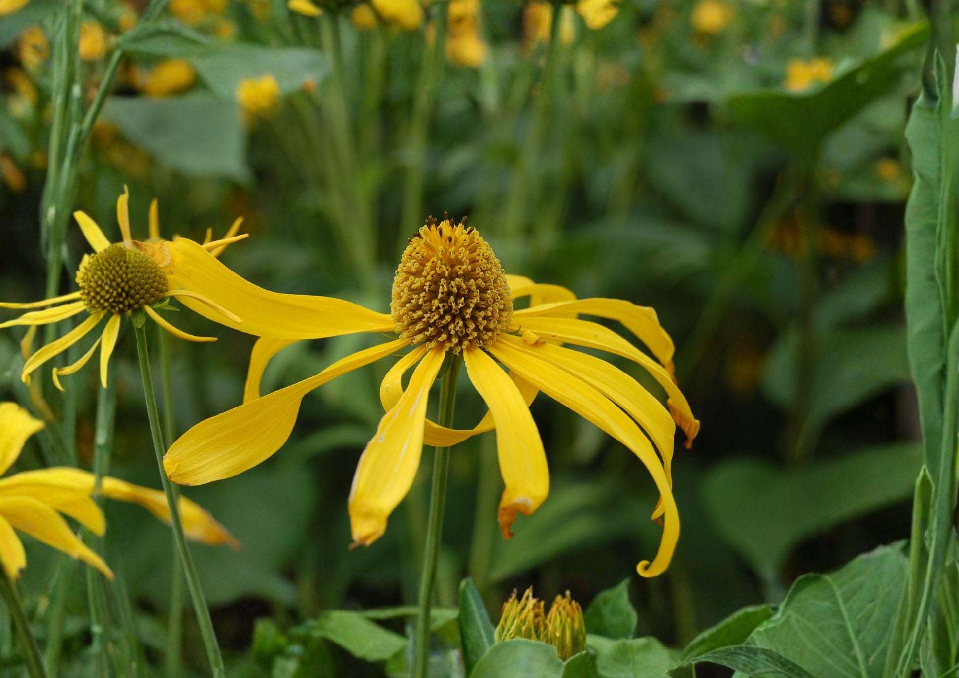 Cutleaf Coneflower Seeds - 50 Pack, Native Yellow Wildflower, Rudbeckia Ampla, Fast Growing Garden Plant