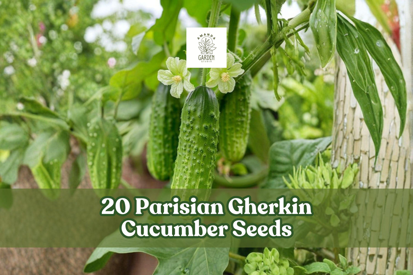Parisian Gherkin Cucumber Seeds - 20 Pack, Compact Variety for Container Gardening, Cucumis sativus, High Yielding, Pickling Use