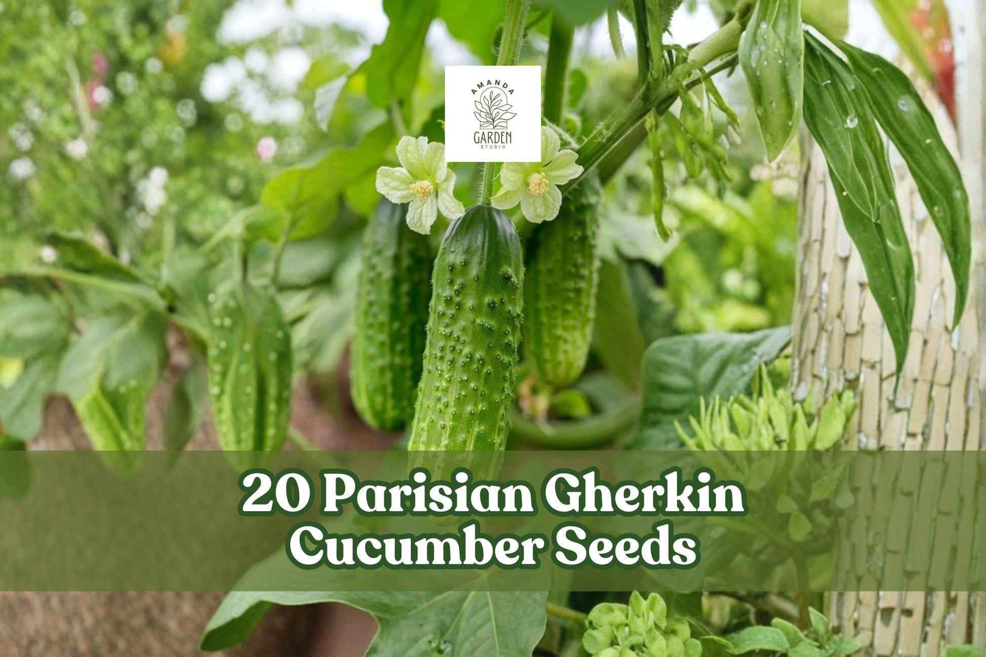 Parisian Gherkin Cucumber Seeds - 20 Pack, Compact Variety for Container Gardening, Cucumis sativus, High Yielding, Pickling Use