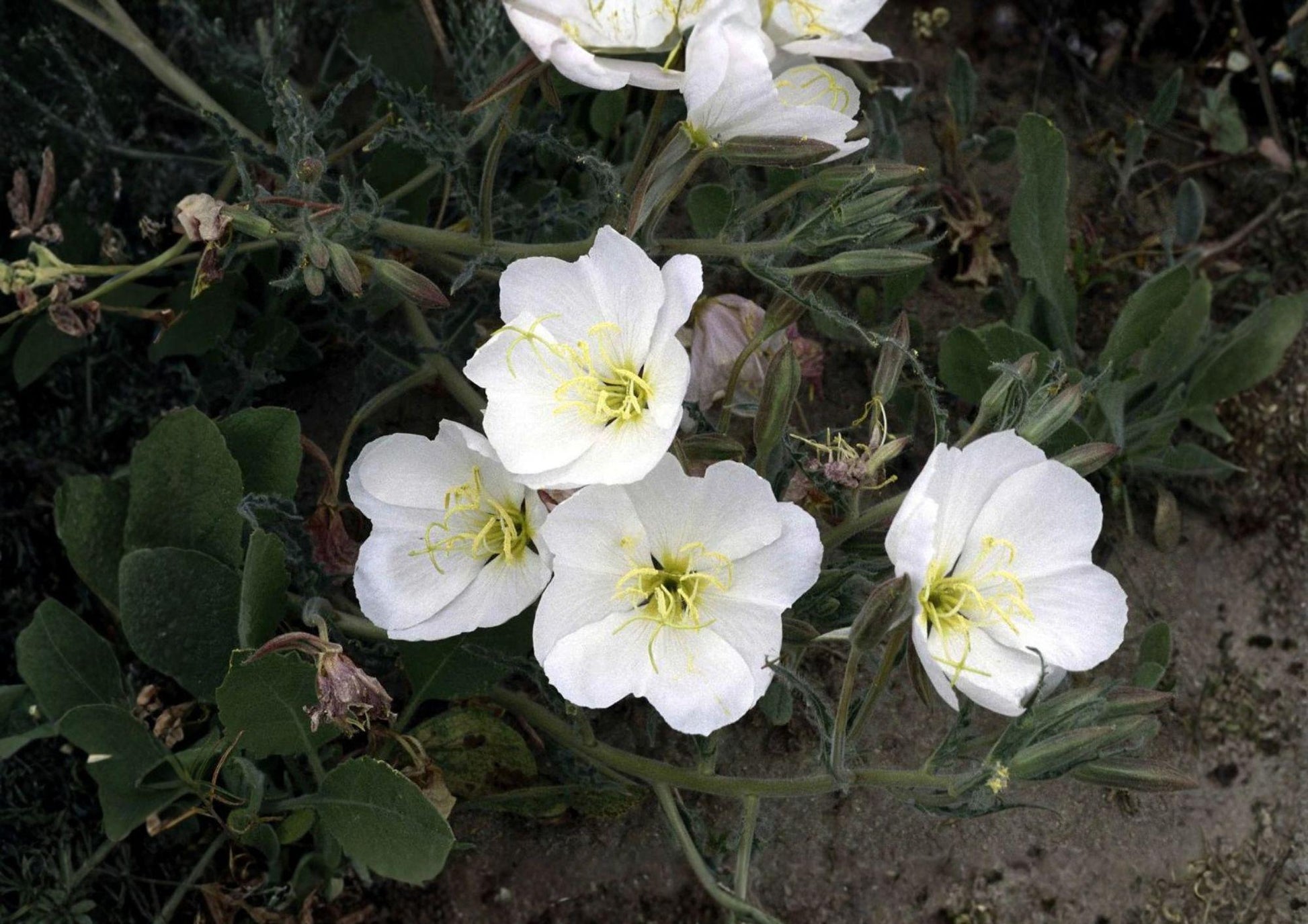 Pale Evening Primrose Seeds - White Night Blooming Wildflower, Drought Tolerant, Non-GMO - Oenothera pallida