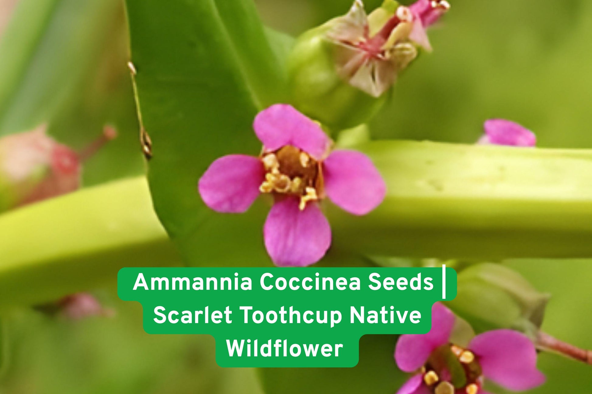 Ammannia Coccinea Seeds | Scarlet Toothcup Wildflower | Red Blooms | Native Aquatic Plant for Ponds & Wetlands