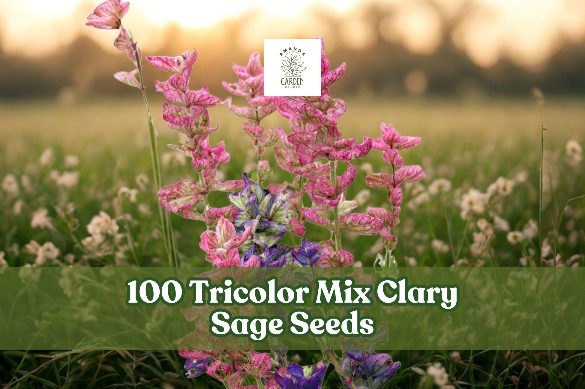 Tricolor Mix Clary Sage Seeds - 100 Count - Salvia viridis - Colorful Annual Flower in Pink, Purple, Blue, and White
