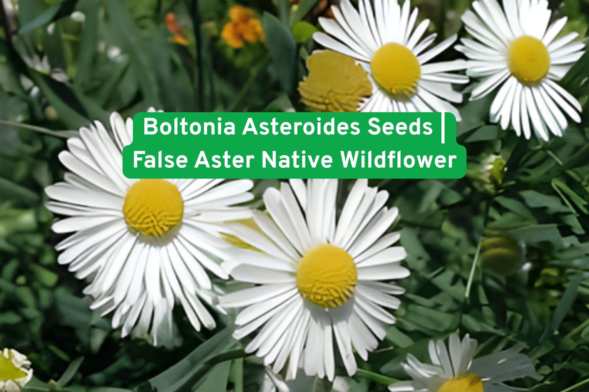 Boltonia Asteroides Seeds | False Aster Wildflower | Native Perennial | Late Summer Blooms | White/Pale Pink Flowers
