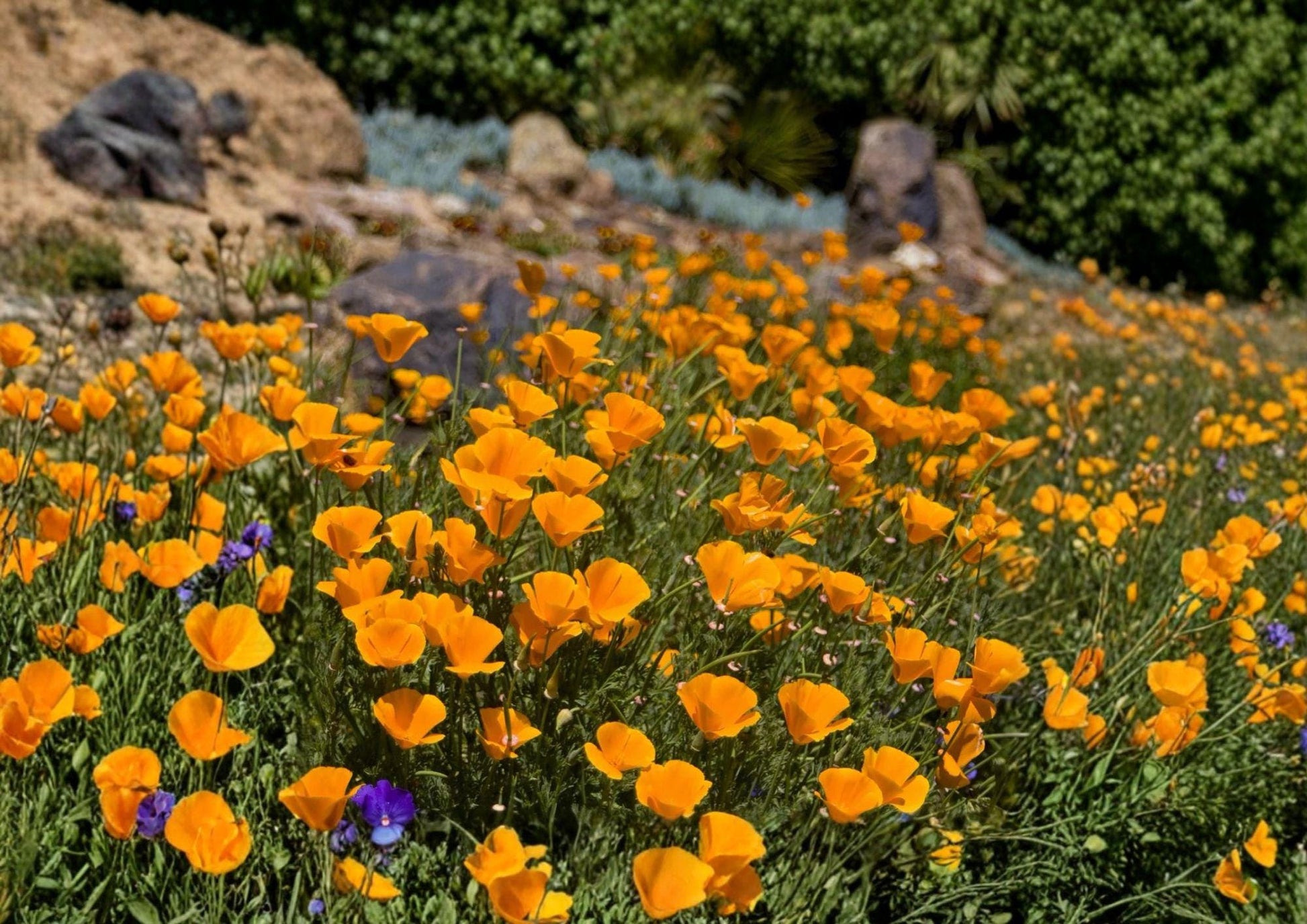 California Poppy Seeds - Bright Orange Wildflower, Drought Tolerant, 50 Seeds - Eschscholzia californica