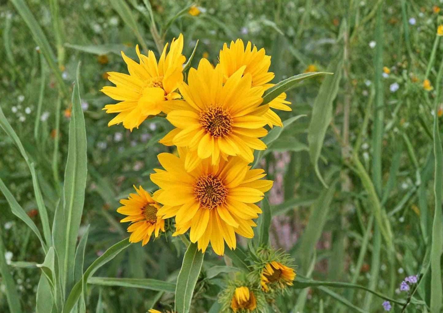 Maximilian Sunflower Seeds - 50 Count - Tall Native Prairie Perennial - Late Season Blooms - Helianthus maximiliani