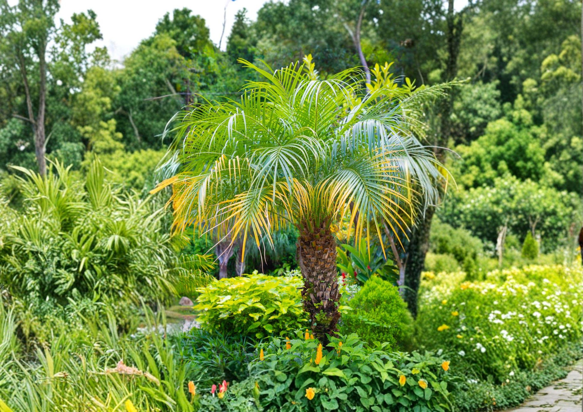 Pygmy Date Palm Seeds - Phoenix Roebelenii - Tropical Indoor/Outdoor Plant - Easy to Grow Gardening Seeds