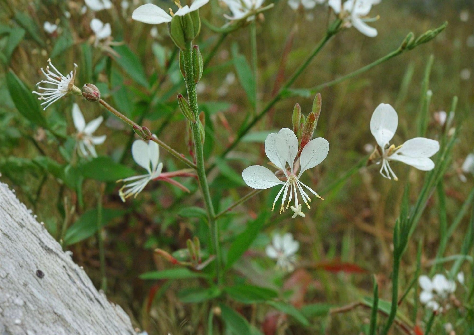 Gaura Biennis Seeds - Native White Pink Beeblossom, Fast Growing Pollinator Meadow Plant, Perennial Wildflower