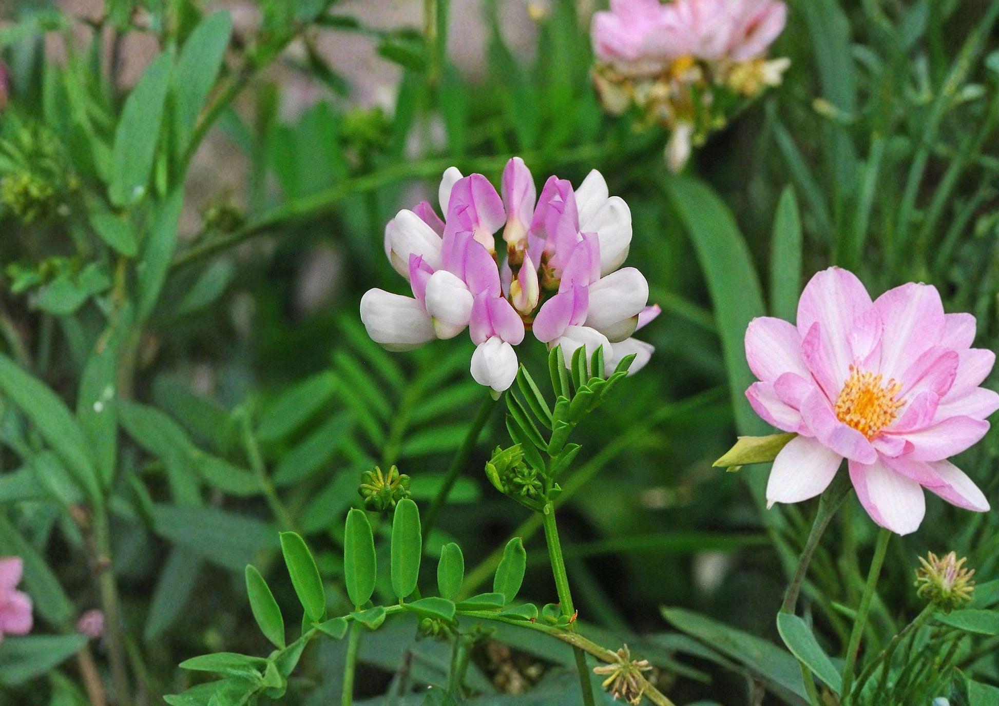 Crownvetch Seeds 100 Count - Pink White Perennial Groundcover, Nitrogen Fixing Erosion Control Plant, Securigera varia
