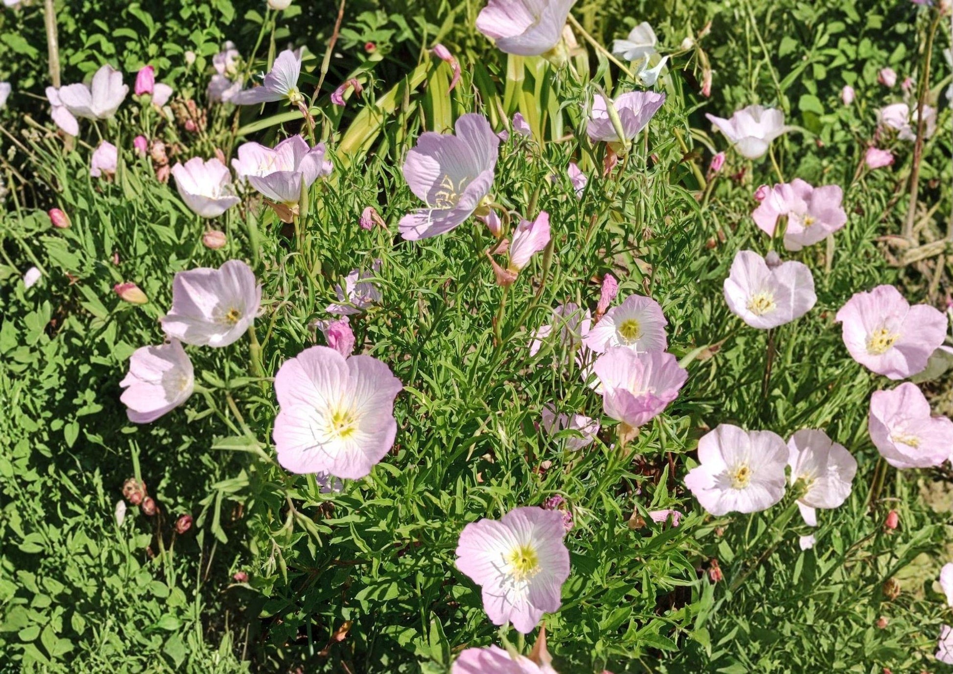 Showy Evening Primrose Seeds - 500 Pink Wildflower Groundcover Seeds - Oenothera speciosa - New Harvest Quality