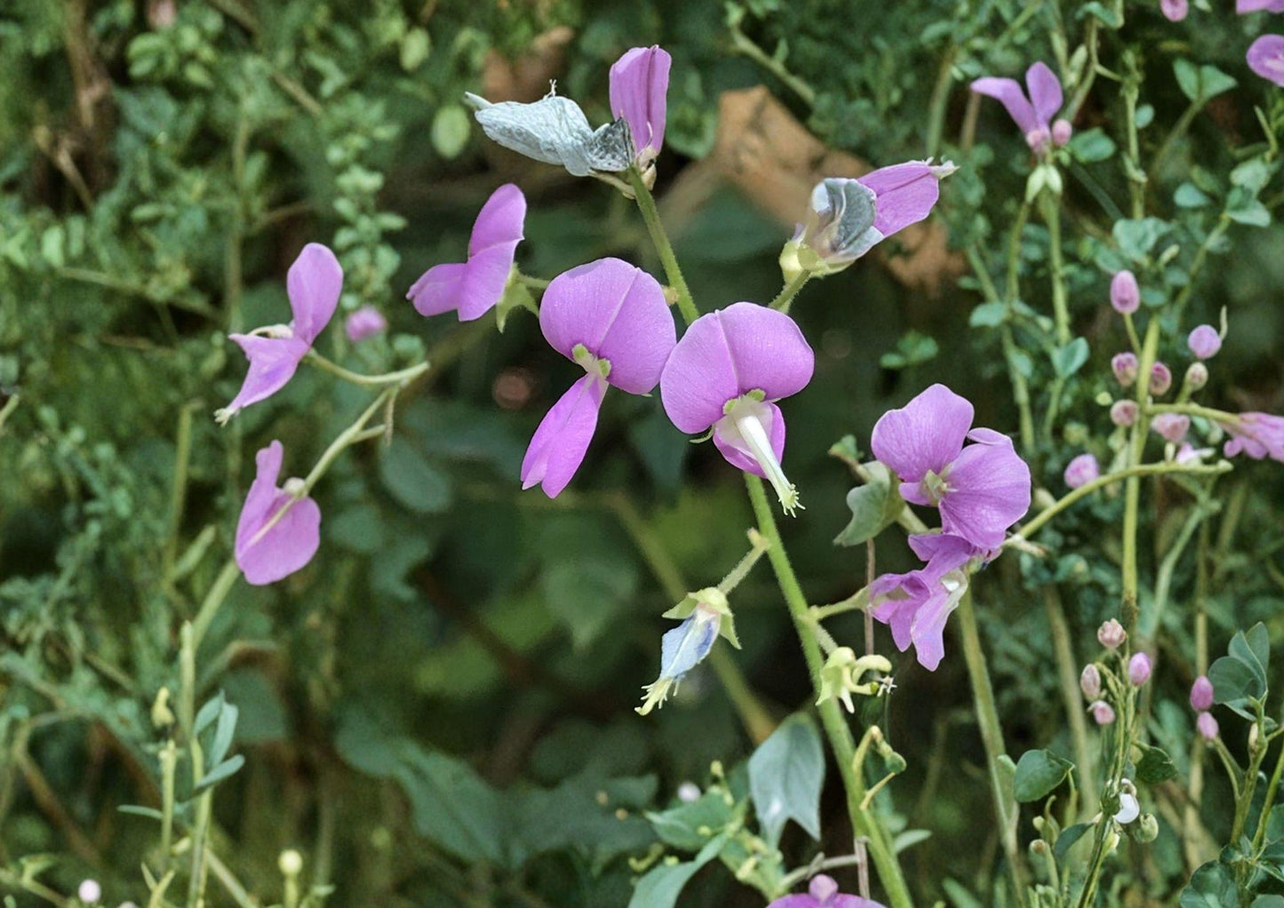 Desmodium paniculatum Seeds - 40 Panicledleaf Ticktrefoil, Pink Pollinator Perennial Wildflower, Native Prairie Legume