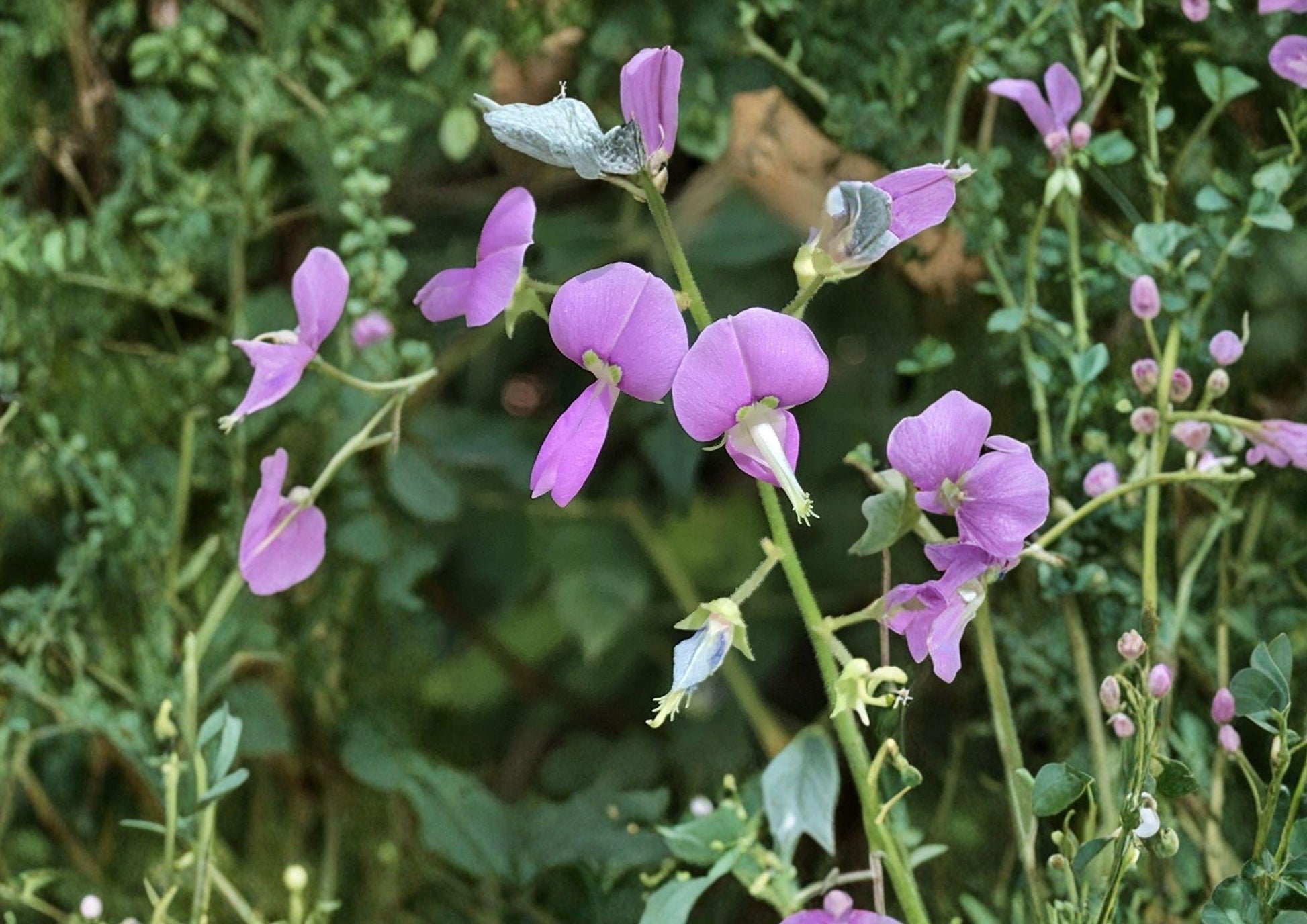 Desmodium paniculatum Seeds - 40 Panicledleaf Ticktrefoil, Pink Pollinator Perennial Wildflower, Native Prairie Legume
