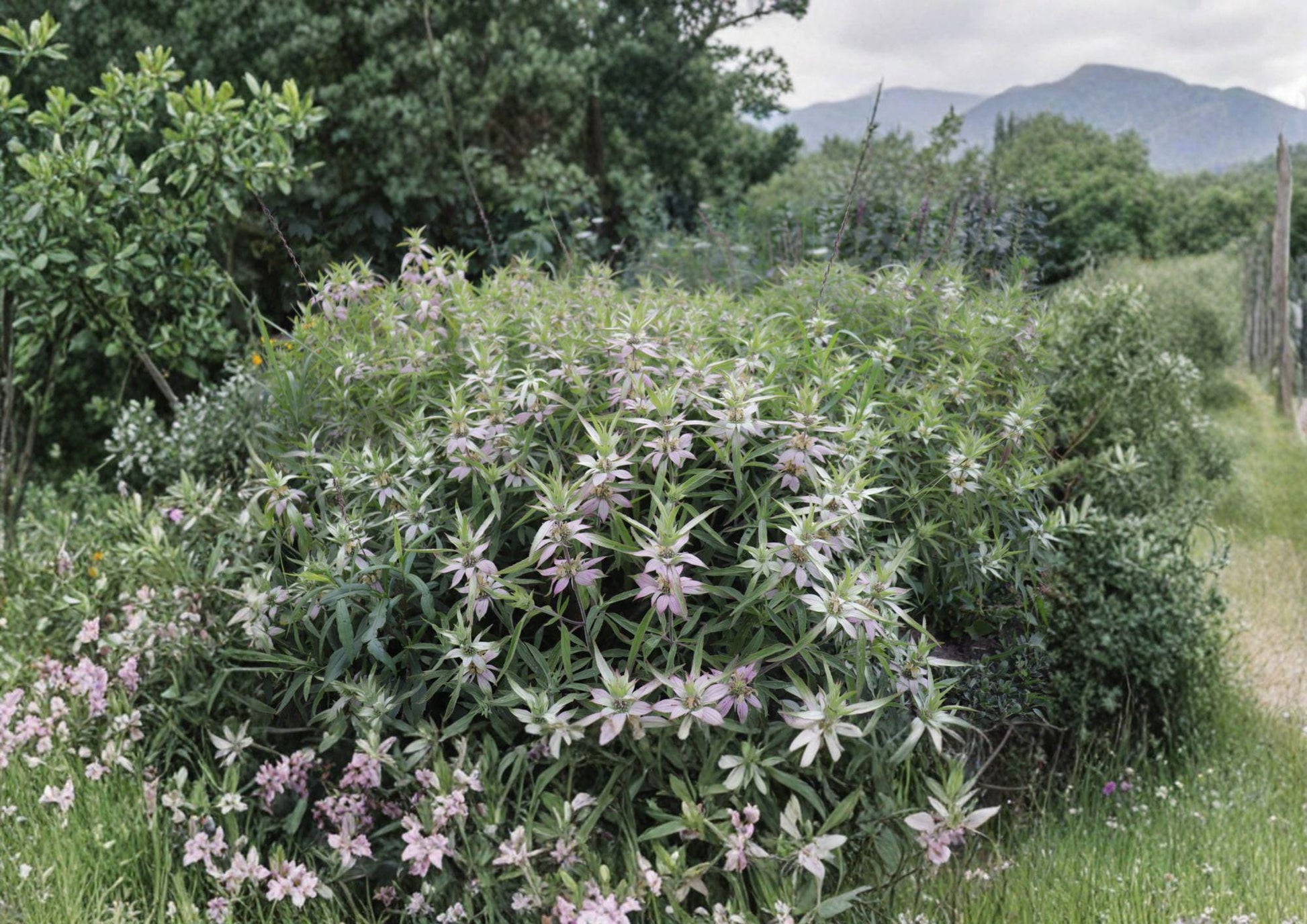 Monarda punctata Seeds - 100 Count Spotted Bee Balm, Native Dotted Horsemint, Aromatic Pollinator Prairie Wildflower