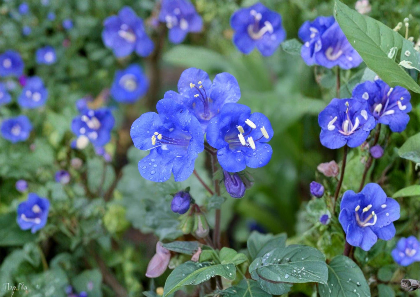 California Bluebells Seeds - 100 Seeds of Phacelia campanularia - Electric Blue Wildflower for Pollinator Garden