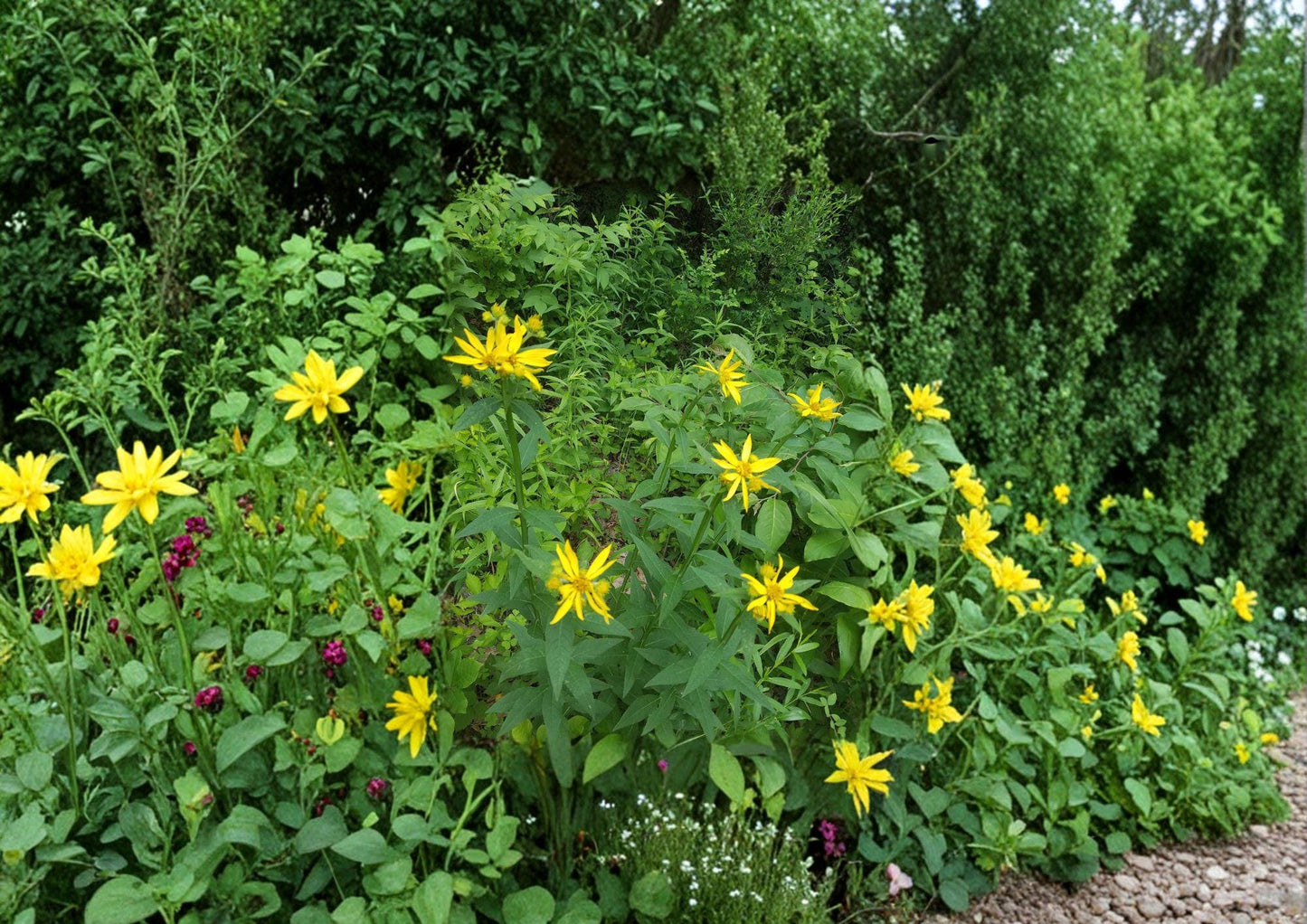 Yellow Crownbeard Seeds - 30 Count Verbesina helianthoides - Native Prairie Wildflower, Tall Yellow Pollinator Plant