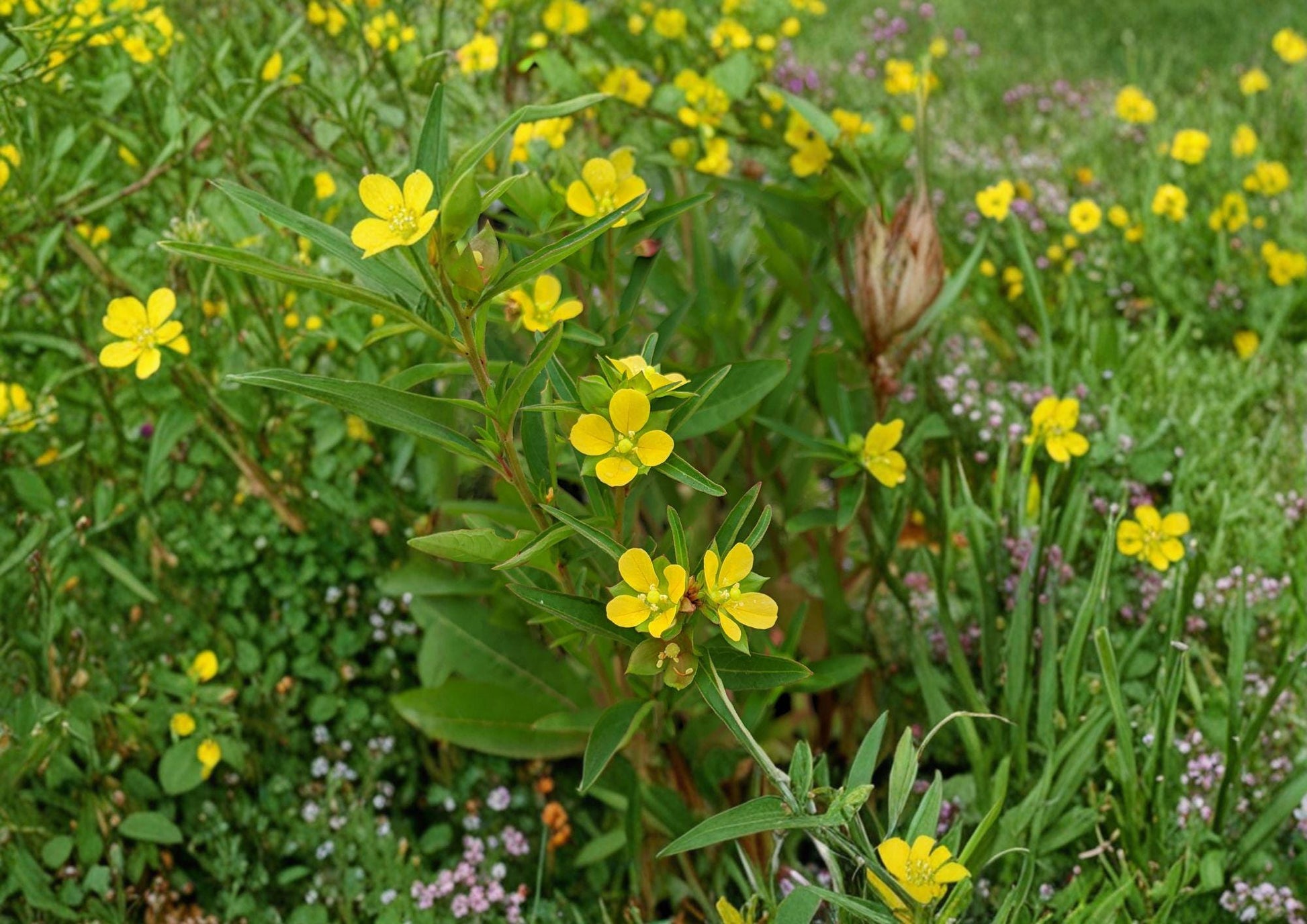 Ludwigia alternifolia Seedbox - 1000 Non-GMO Seeds - Native Yellow Water Primrose Wetland Pollinator Wildflower