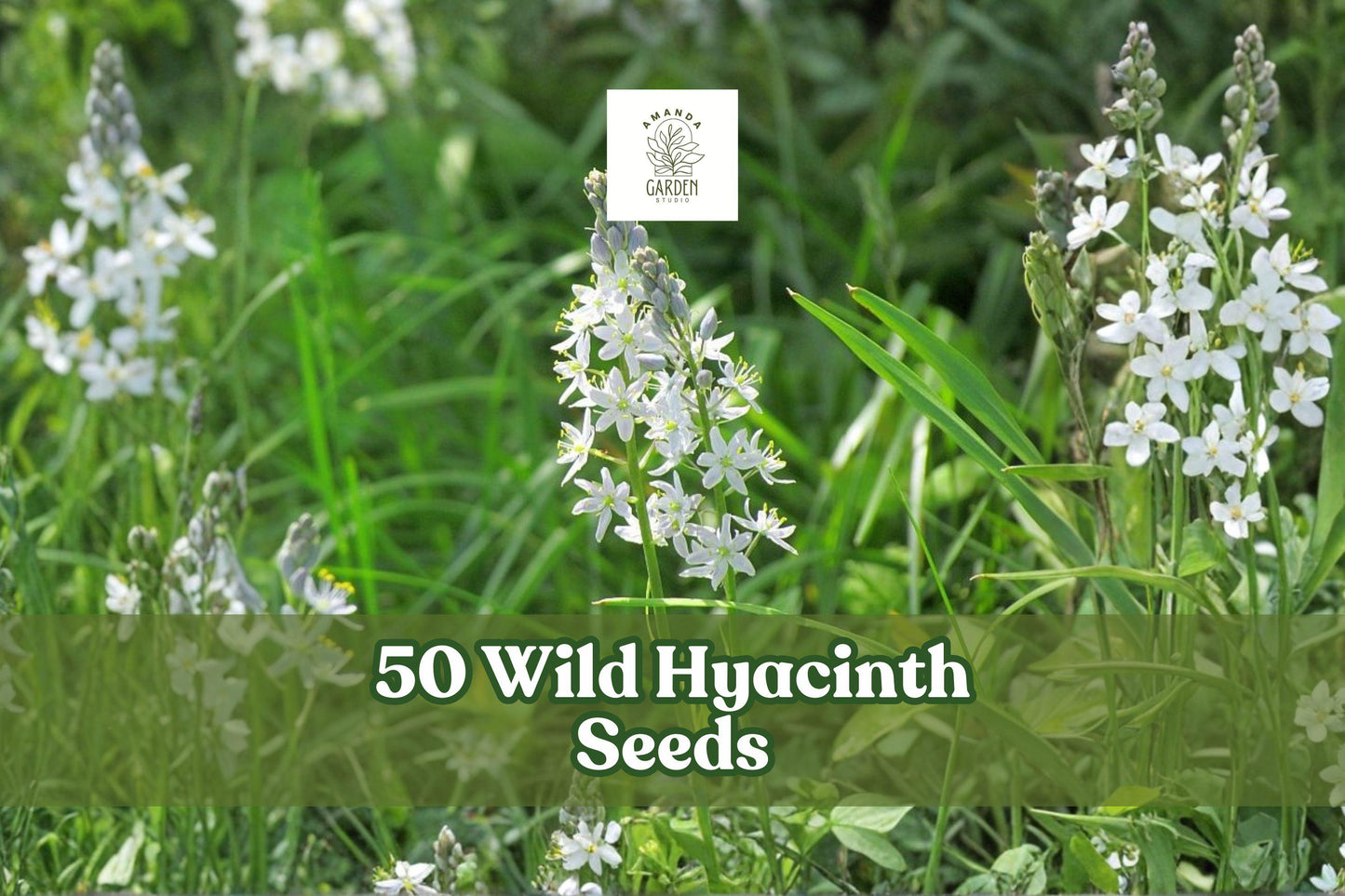 50 Wild Hyacinth Seeds - Camassia scilloides - Native Blue Flower for Gardens and Landscapes - Spring Blooming Perennial