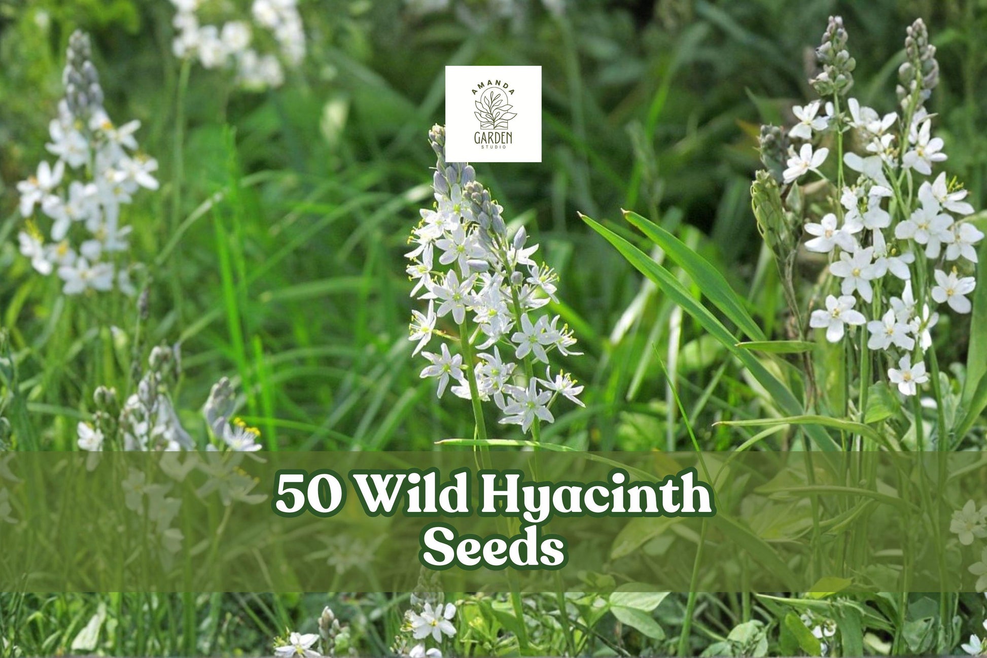 50 Wild Hyacinth Seeds - Camassia scilloides - Native Blue Flower for Gardens and Landscapes - Spring Blooming Perennial
