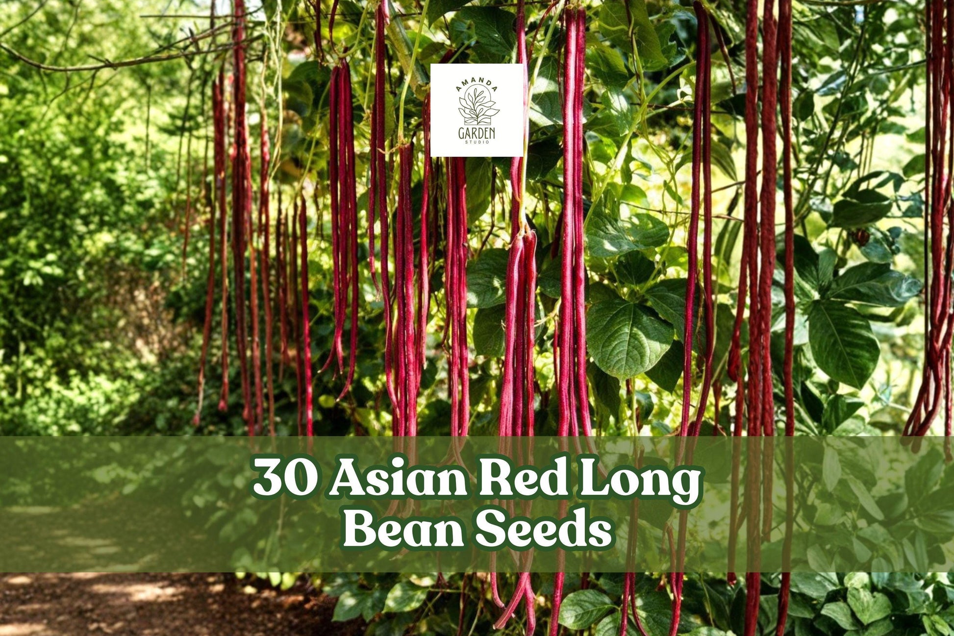 Asian Red Long Bean Seeds - 30 Count - Vigna unguiculata - Fast-Growing Climbing Bean for Home Garden Planting