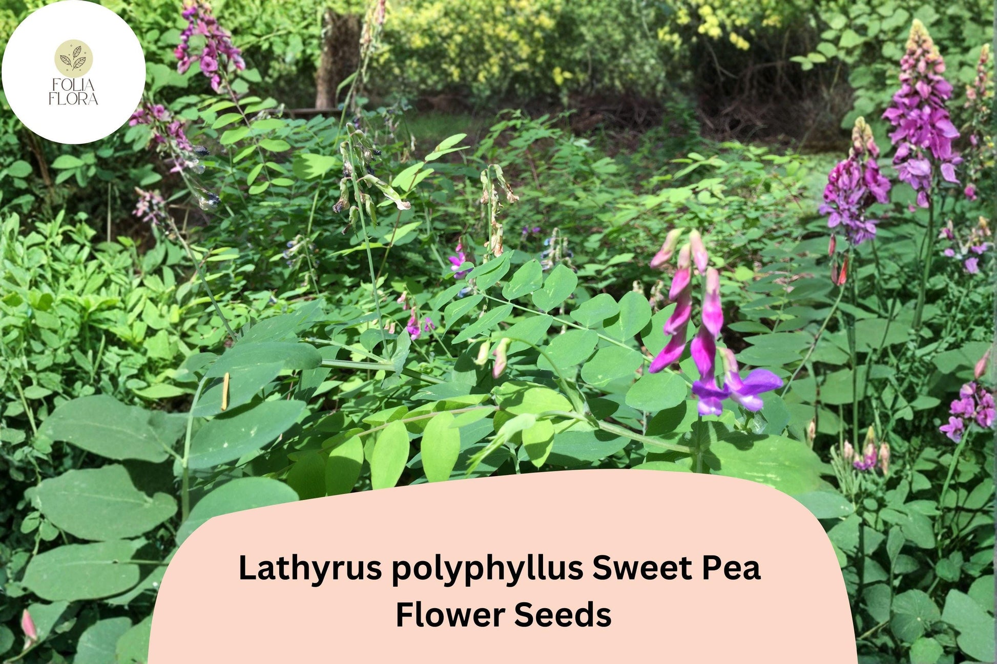 50+ Lathyrus polyphyllus Seeds | Purple Perennial Sweet Pea | Climbing Vine for Trellis | Many-leafed Sweet Pea