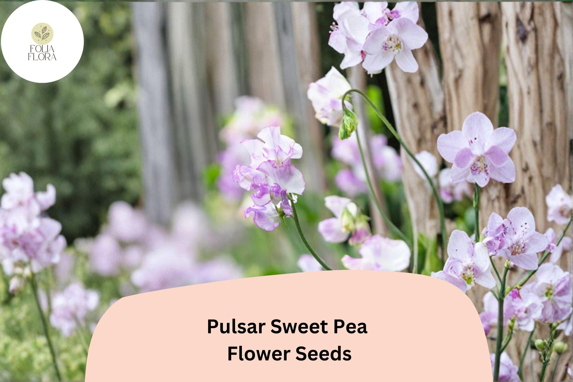 Pulsar Sweet Pea Seeds | 50+ Deep Purple & White Bicolor | Lathyrus odoratus | Climbing Annual for Garden Trellis