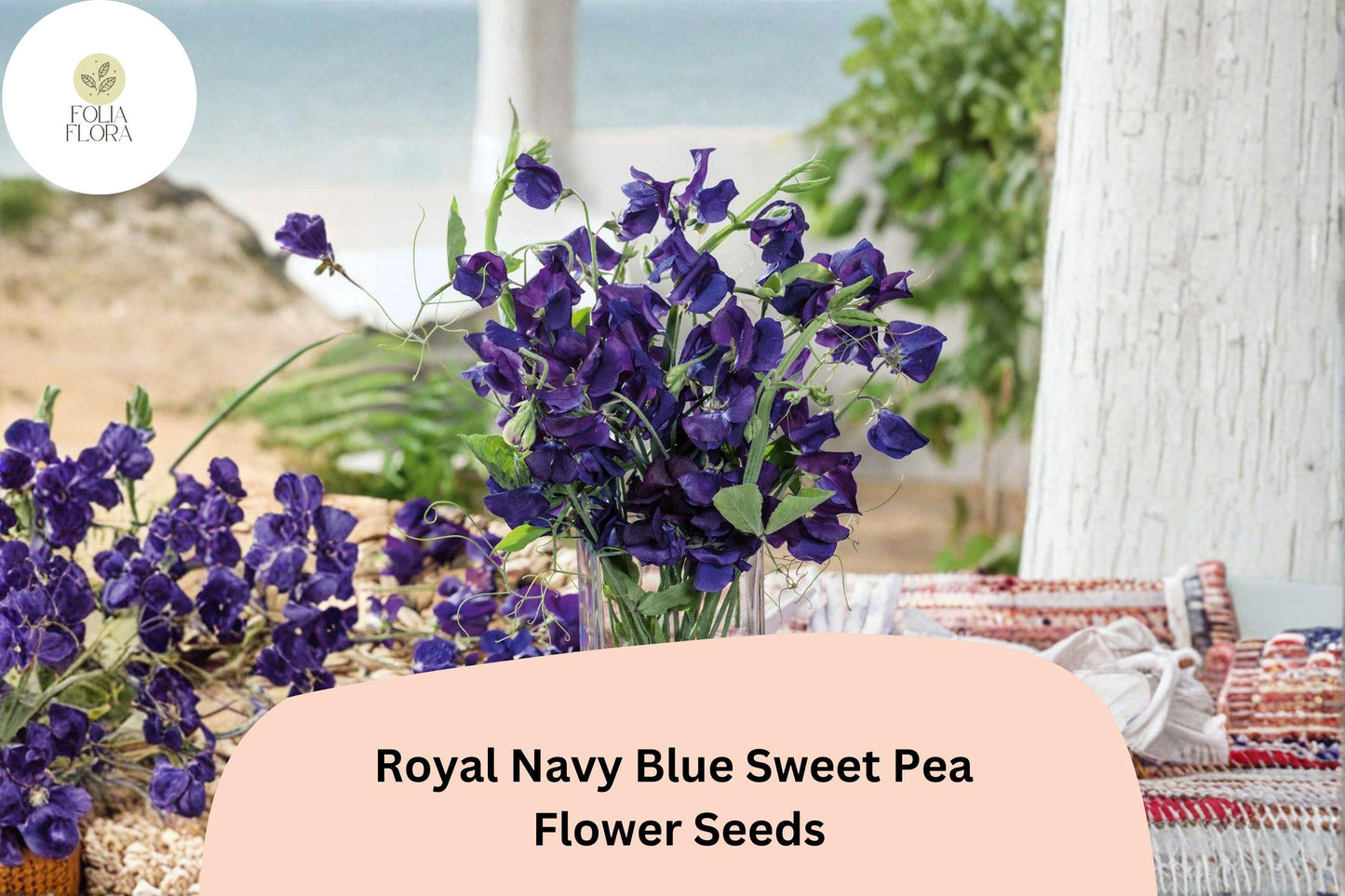 Royal Navy Blue Sweet Pea Seeds | 50+ Climbing Flowers | Lathyrus odoratus | Deep Blue Garden Blooms for Trellis & Arches