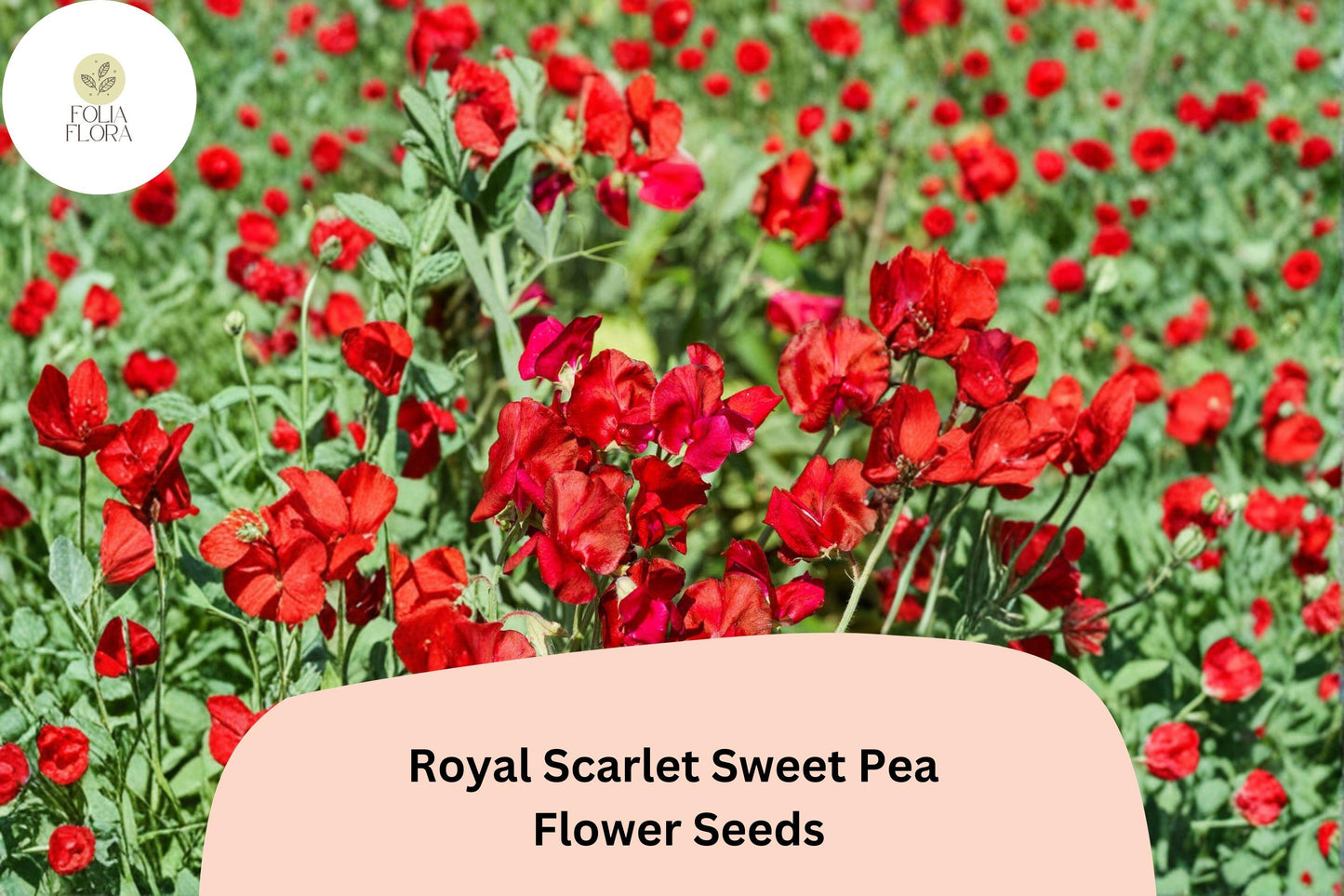 Royal Scarlet Sweet Pea Seeds | 50+ Bright Red Climbing Flowers | Lathyrus odoratus ‘Royal Scarlet’ for Trellis & Garden