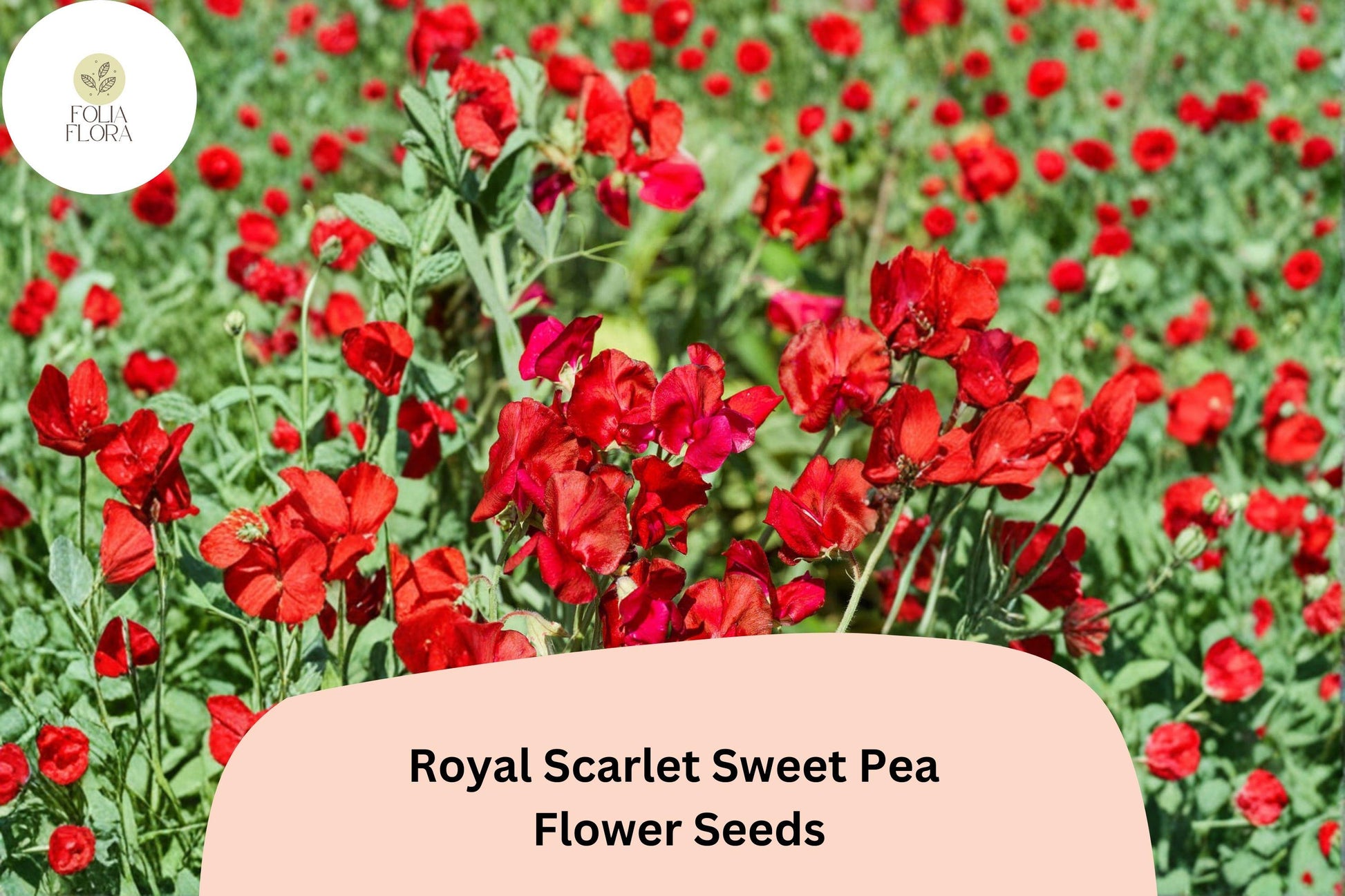 Royal Scarlet Sweet Pea Seeds | 50+ Bright Red Climbing Flowers | Lathyrus odoratus ‘Royal Scarlet’ for Trellis & Garden