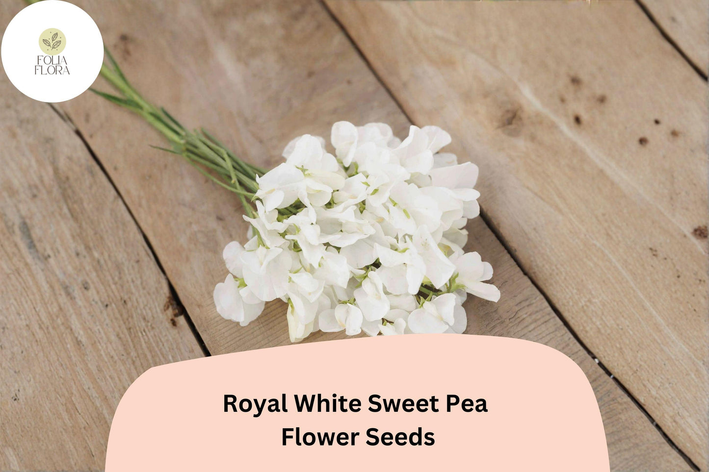 Royal White Sweet Pea Seeds | 50+ Pure White Climbing Flowers | Lathyrus odoratus 'Royal White' for Trellis & Garden
