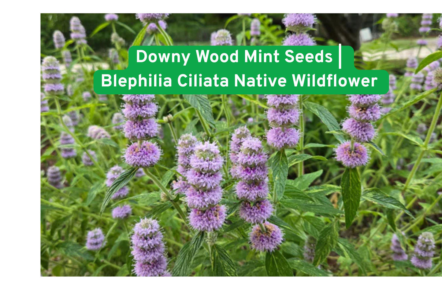 Downy Wood Mint Seeds | Native Wildflower | Blephilia Ciliata | Purple Perennial for Shade Garden & Pollinator Habitat