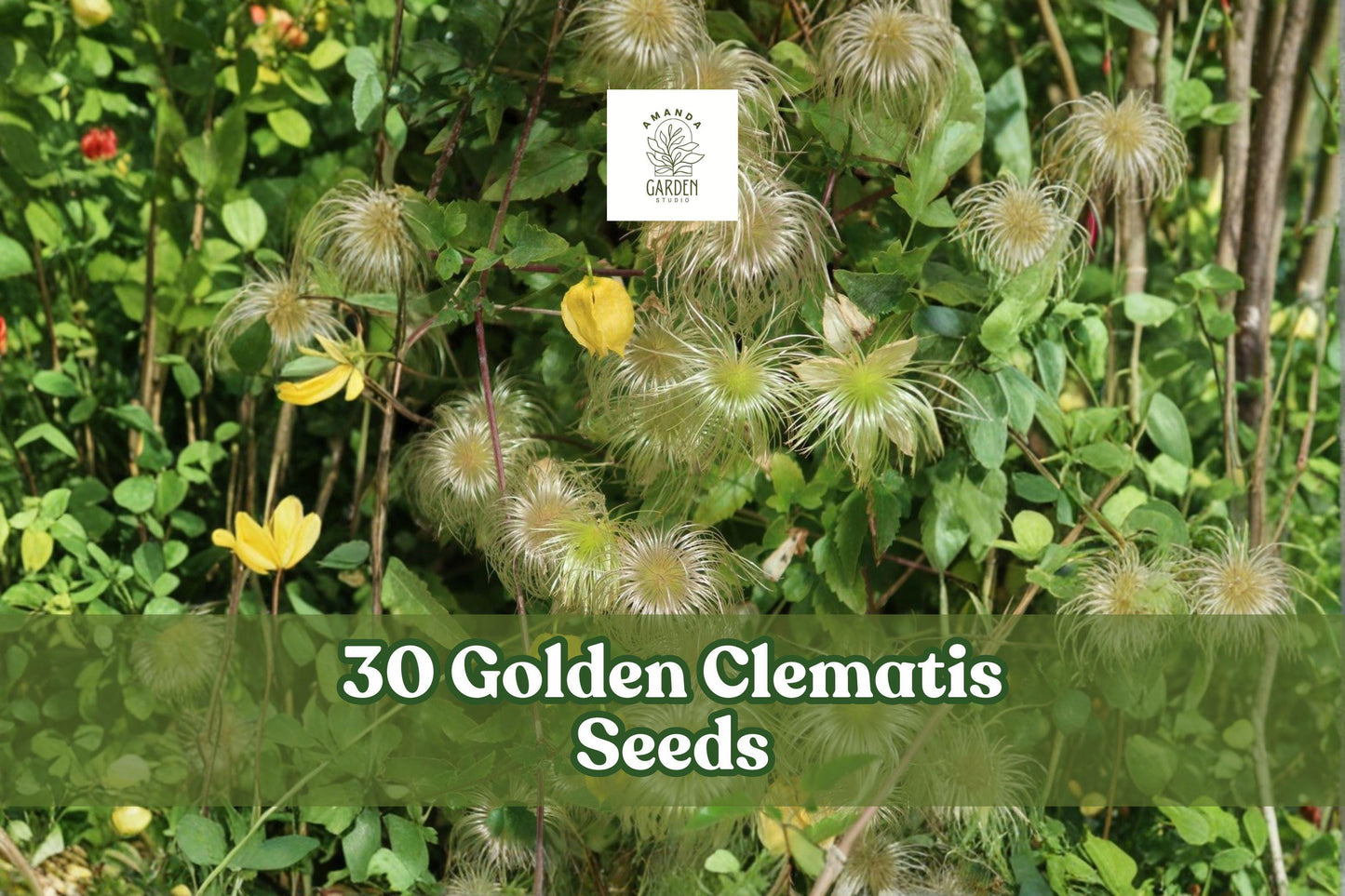 30 Golden Clematis Seeds - Yellow Flowering Climbing Vine - Clematis tangutica - Hardy Perennial for Trellises and Fences