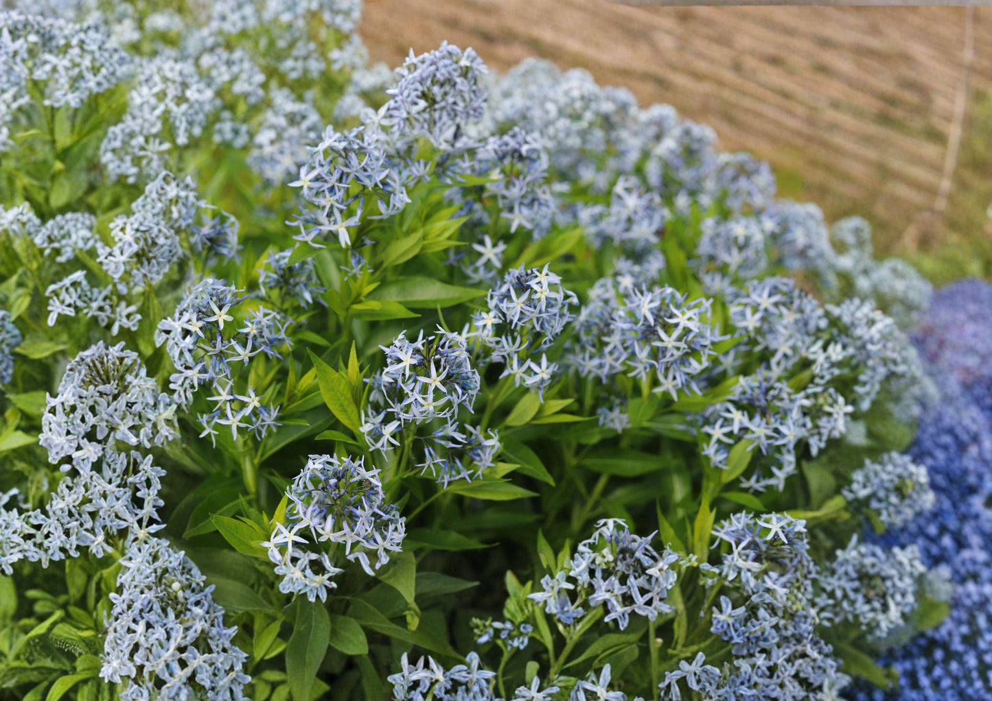 Eastern Bluestar Seeds - 10 Pack, Amsonia Tabernaemontana, Native Wildflower, New Harvest Quality