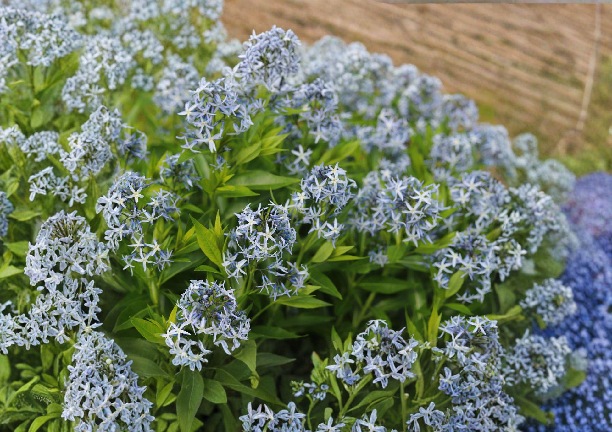 Eastern Bluestar Seeds - 10 Pack, Amsonia Tabernaemontana, Native Wildflower, New Harvest Quality