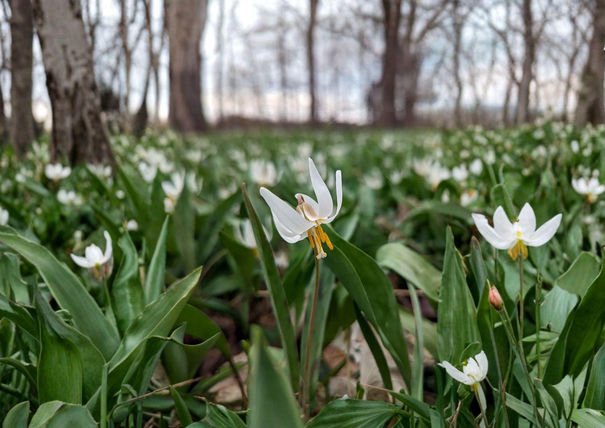 White Trout Lily Seeds - Native Spring Wildflower, Shade Garden, 5 Seeds - Erythronium albidum