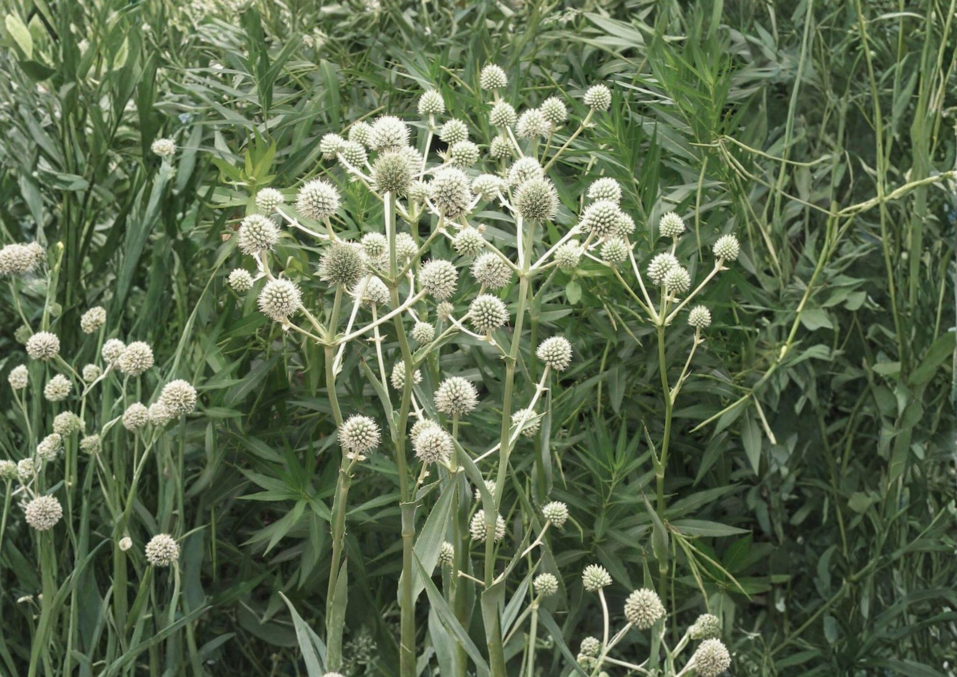 Rattlesnake Master Seeds - Eryngium yuccifolium - Native Prairie Pollinator for Garden Wildlife - Bloom Haven Nursery