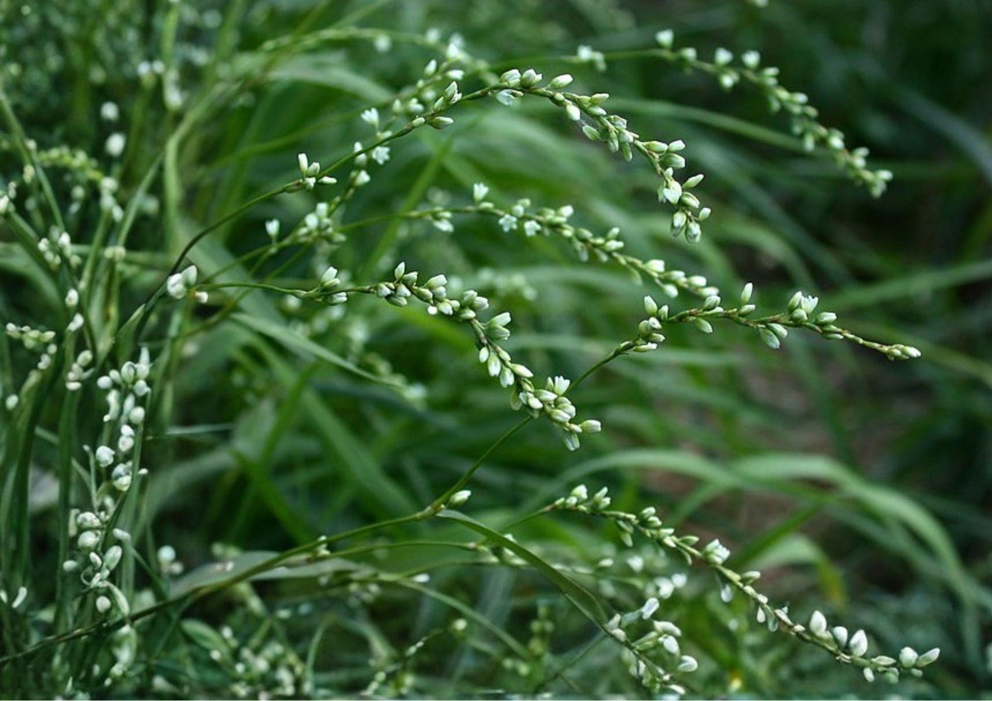 Smartweed Seeds - Native Pink Wildflower for Rain Gardens - Polygonum spp.