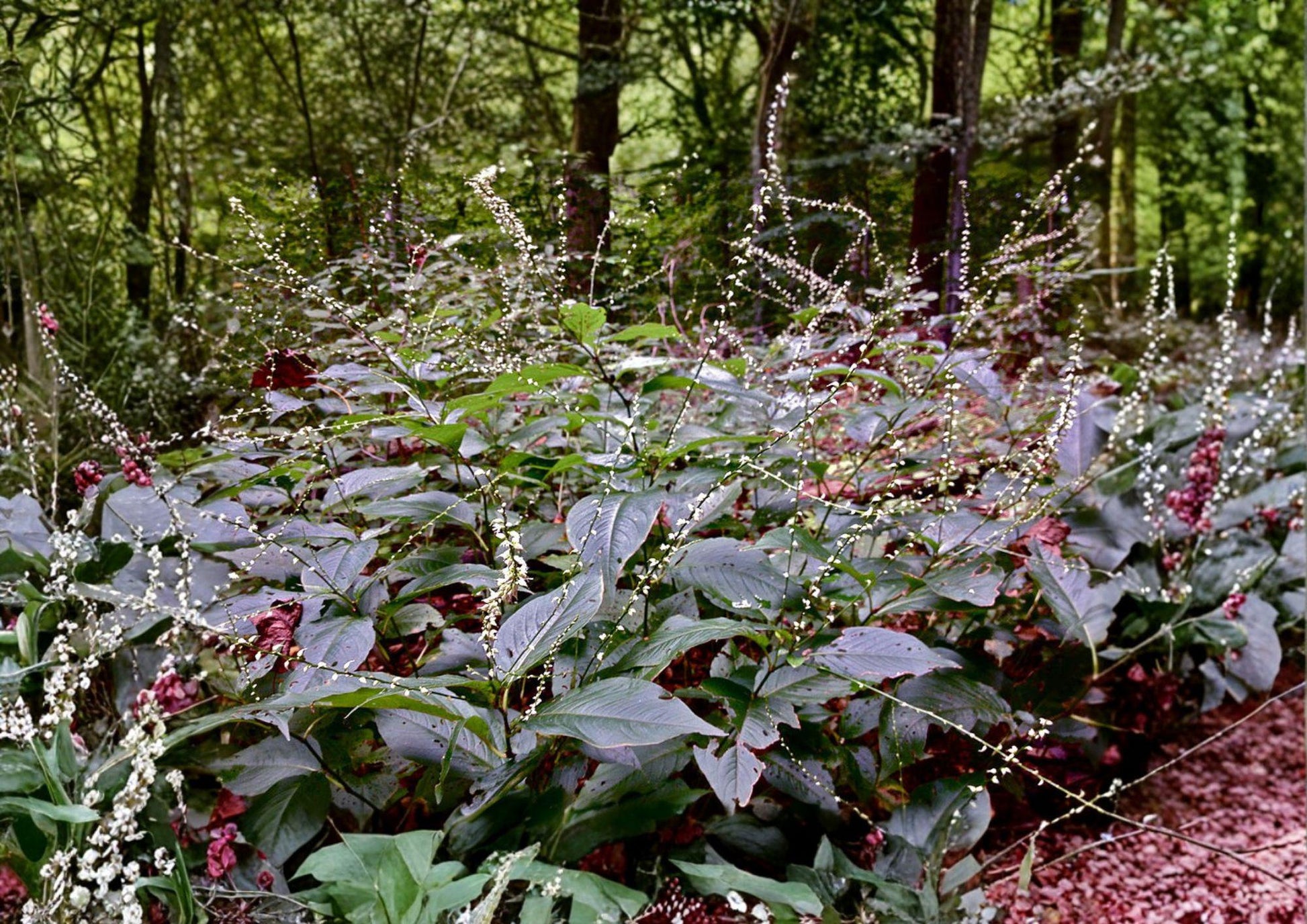 Persicaria virginiana Seeds - Woodland Knotweed, Native Shade Wildflower - Fresh Stock for Gardens and Pollinator Habitats