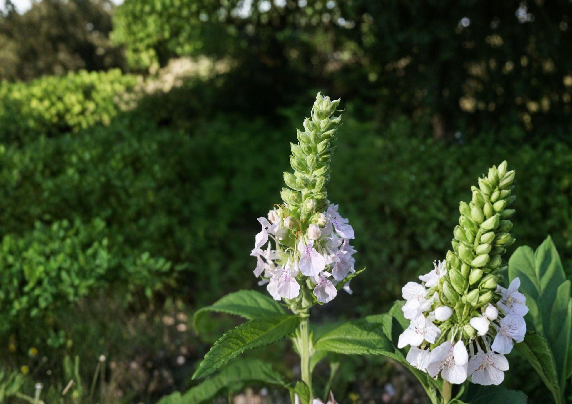 Canada Germander Seeds - Native Wildflower, Pollinator-Friendly, Non-GMO - Teucrium canadense Seeds