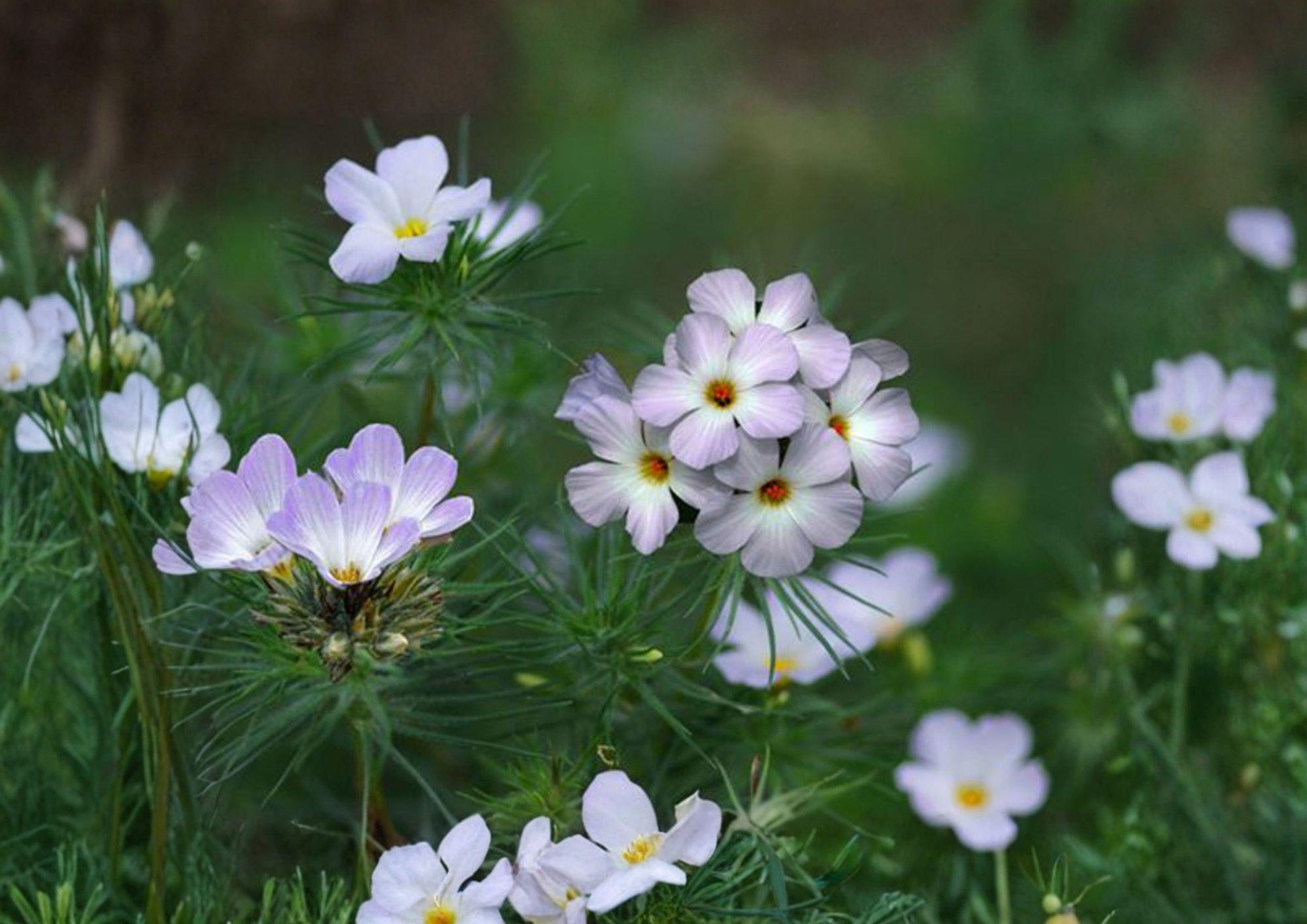 Mountain Phlox Seeds, Pink & Blue Wildflower Mix, Linanthus grandiflorus, Easy to Grow Garden Seeds