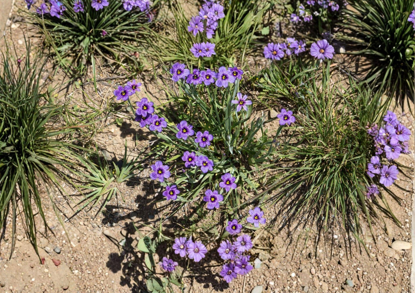 California Blue Eyed Grass Seeds, 100 Seeds, Native Purple Wildflower, Sisyrinchium bellum, Easy to Grow
