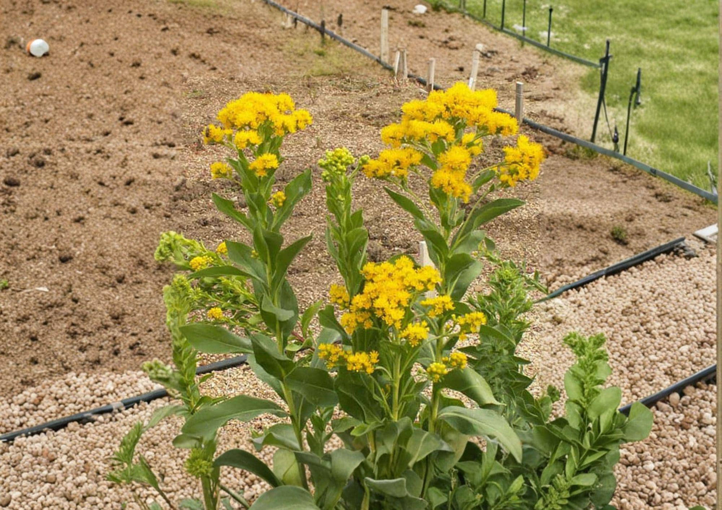 Stiff Goldenrod Seeds - Native Prairie Perennial, Bright Yellow Wildflower, Solidago rigida - Bloom Haven Nursery