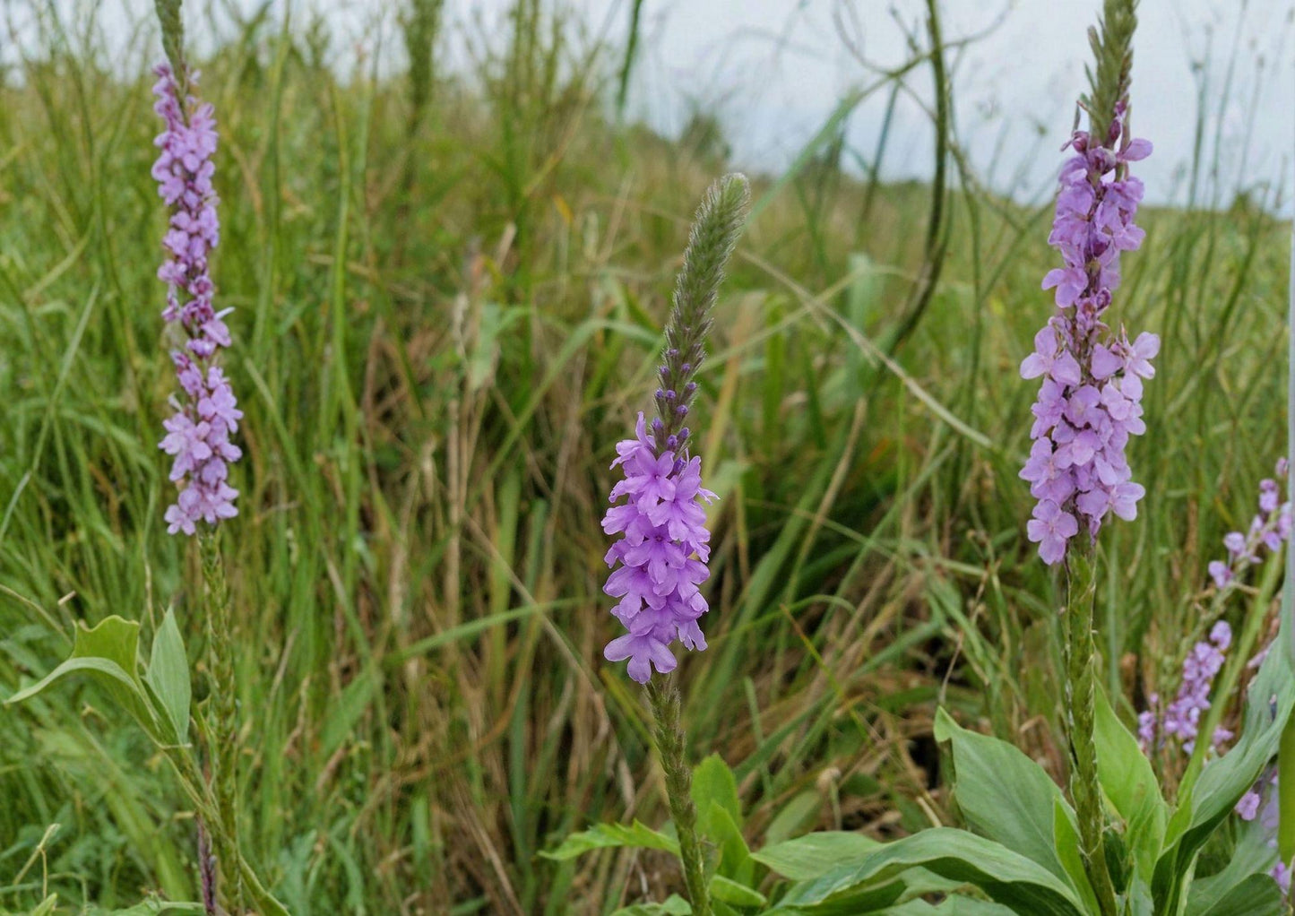 Hoary Vervain Seeds - Purple Wildflower, Native, Drought Tolerant, Verbena stricta - New Harvest Quality